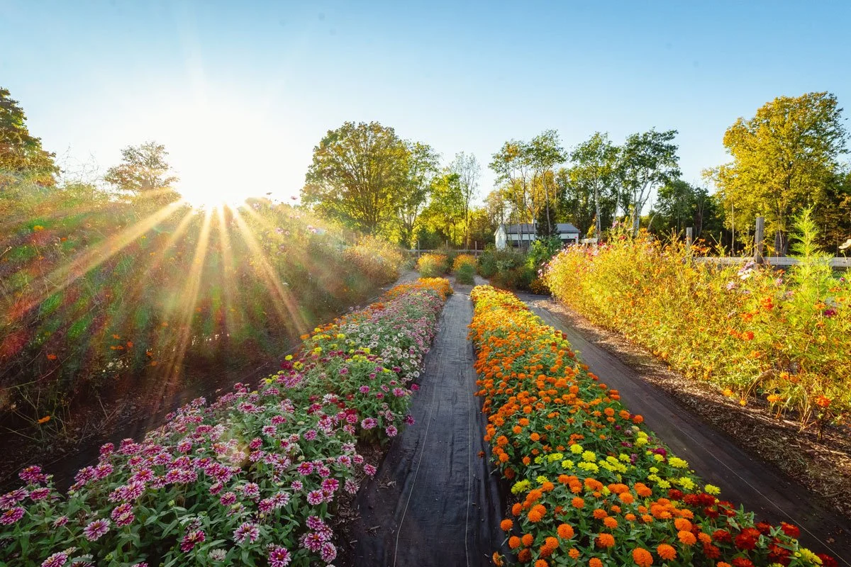 Field of flowers and garden plants