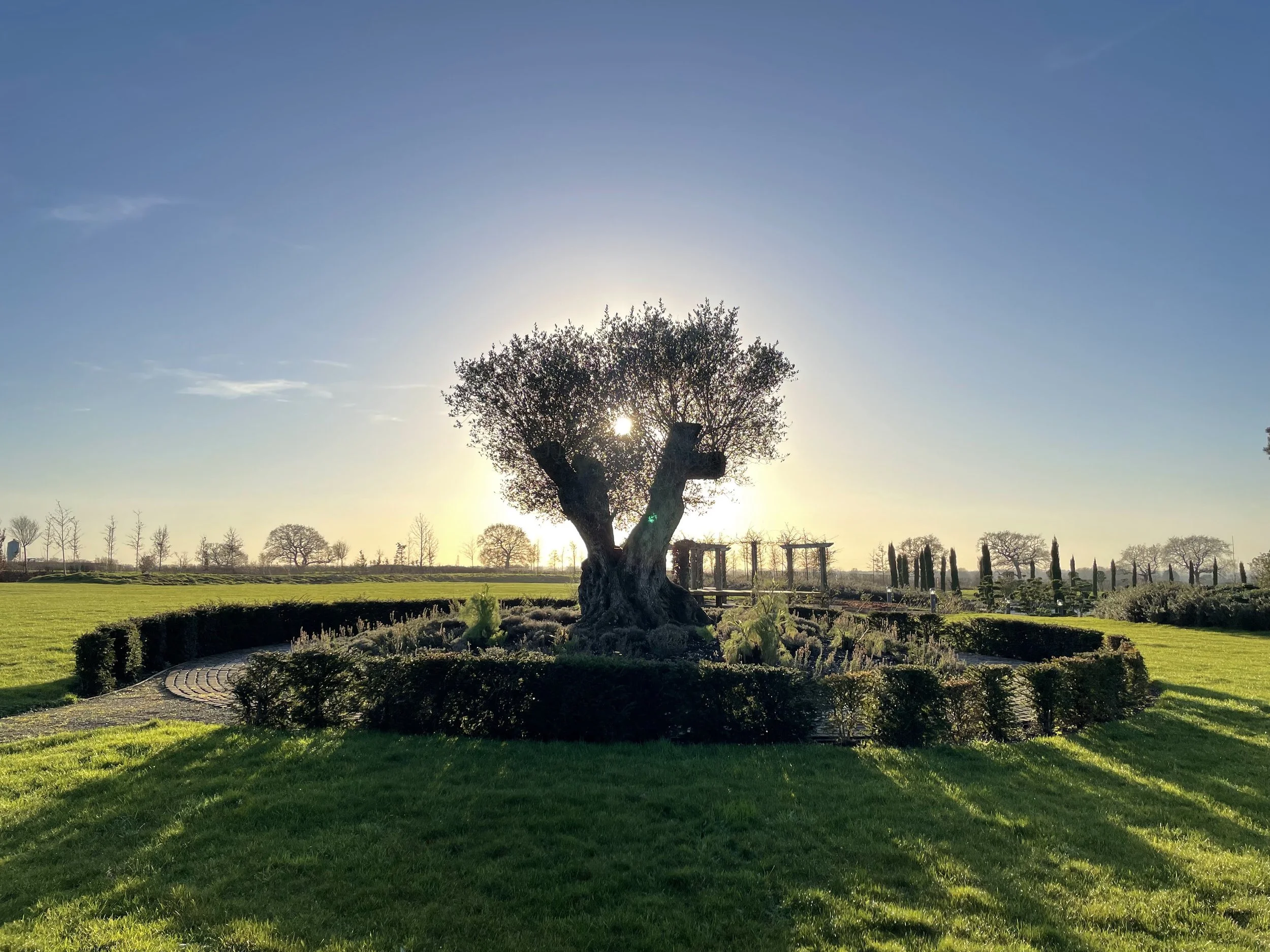 Olive Tree.jpg