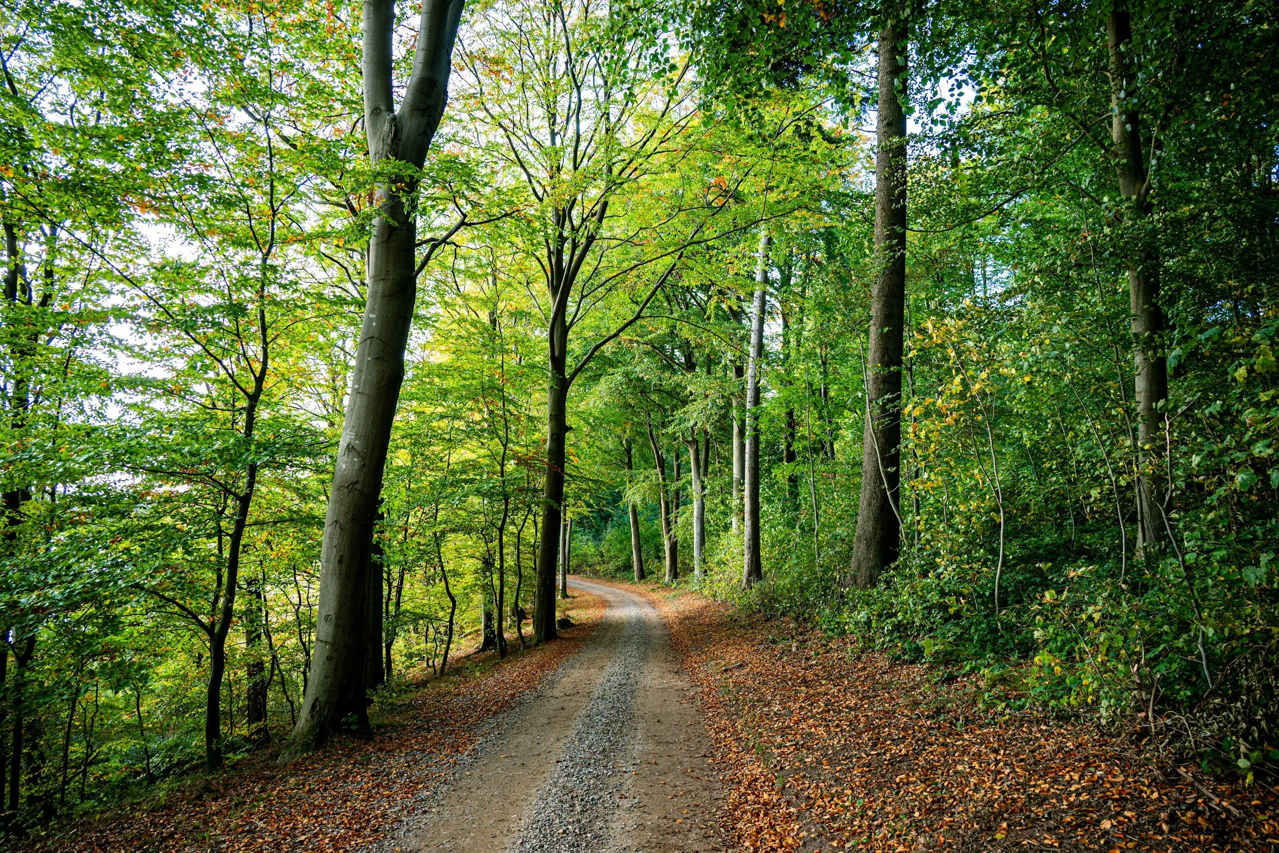 Embracing Change: Utilizing Therapy for Personal and Professional Development