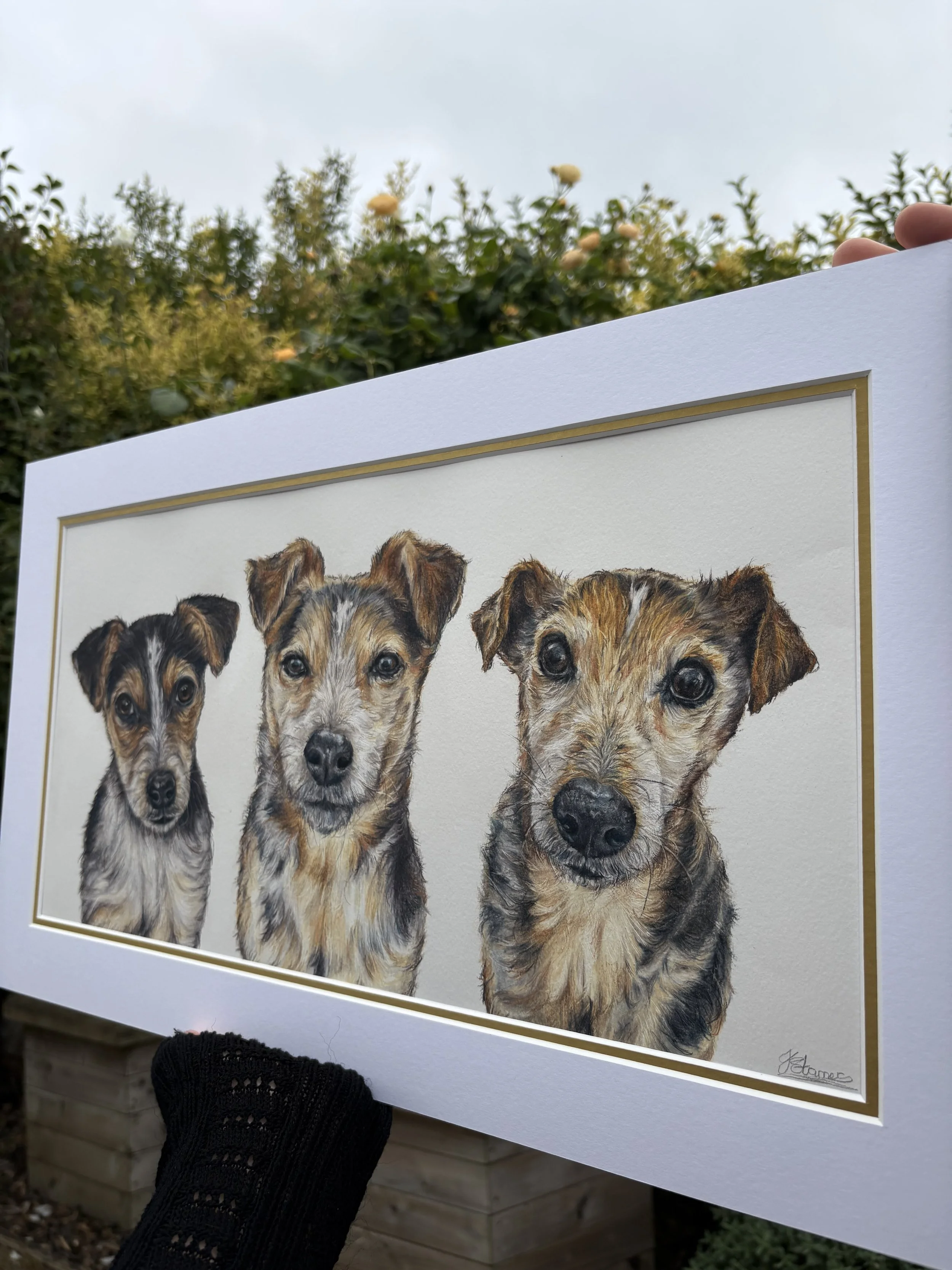 coloured pencil portrait drawing of a jack Russell dog.