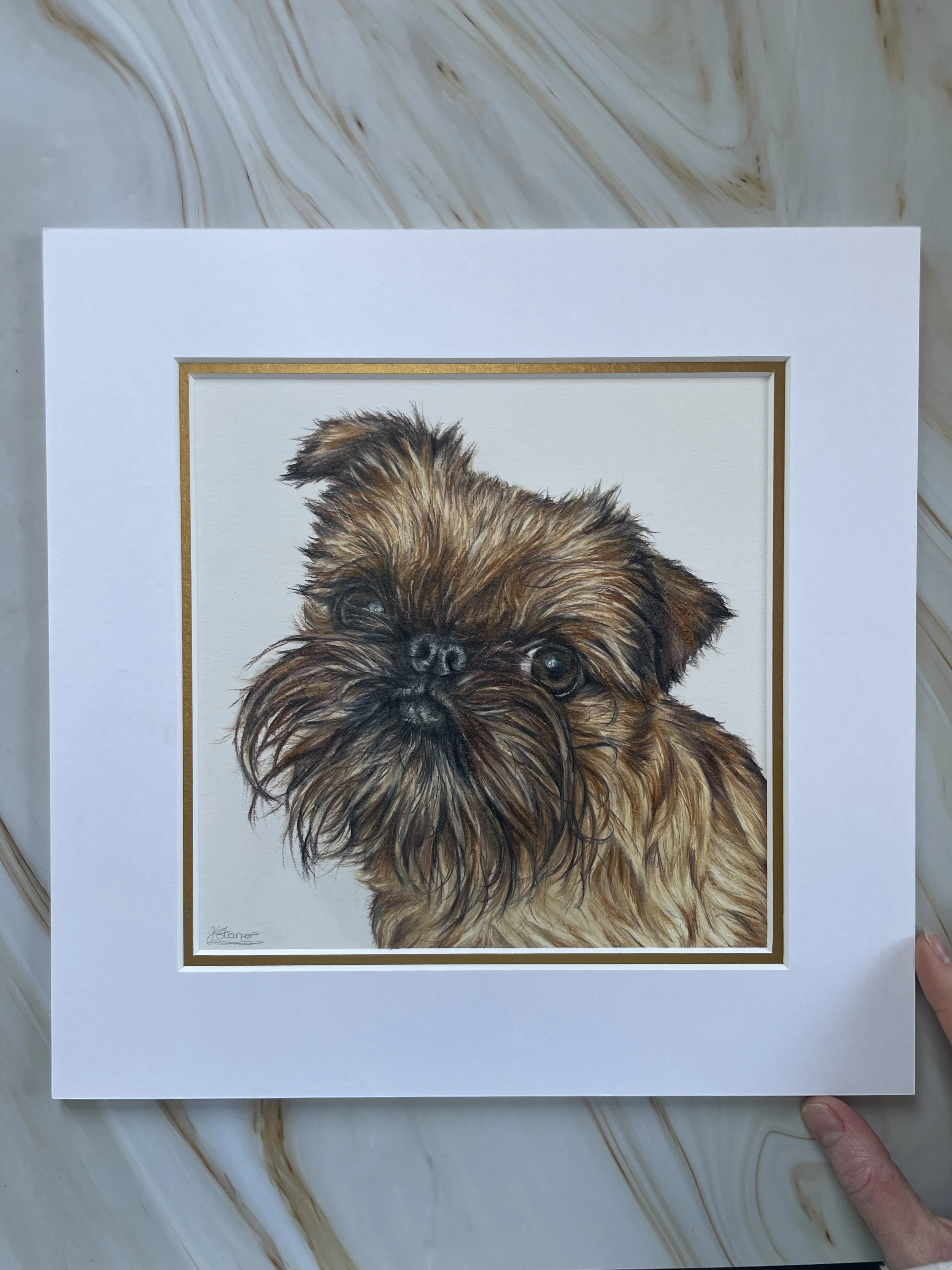 detailed coloured pencil drawing of a Brussels Griffon.