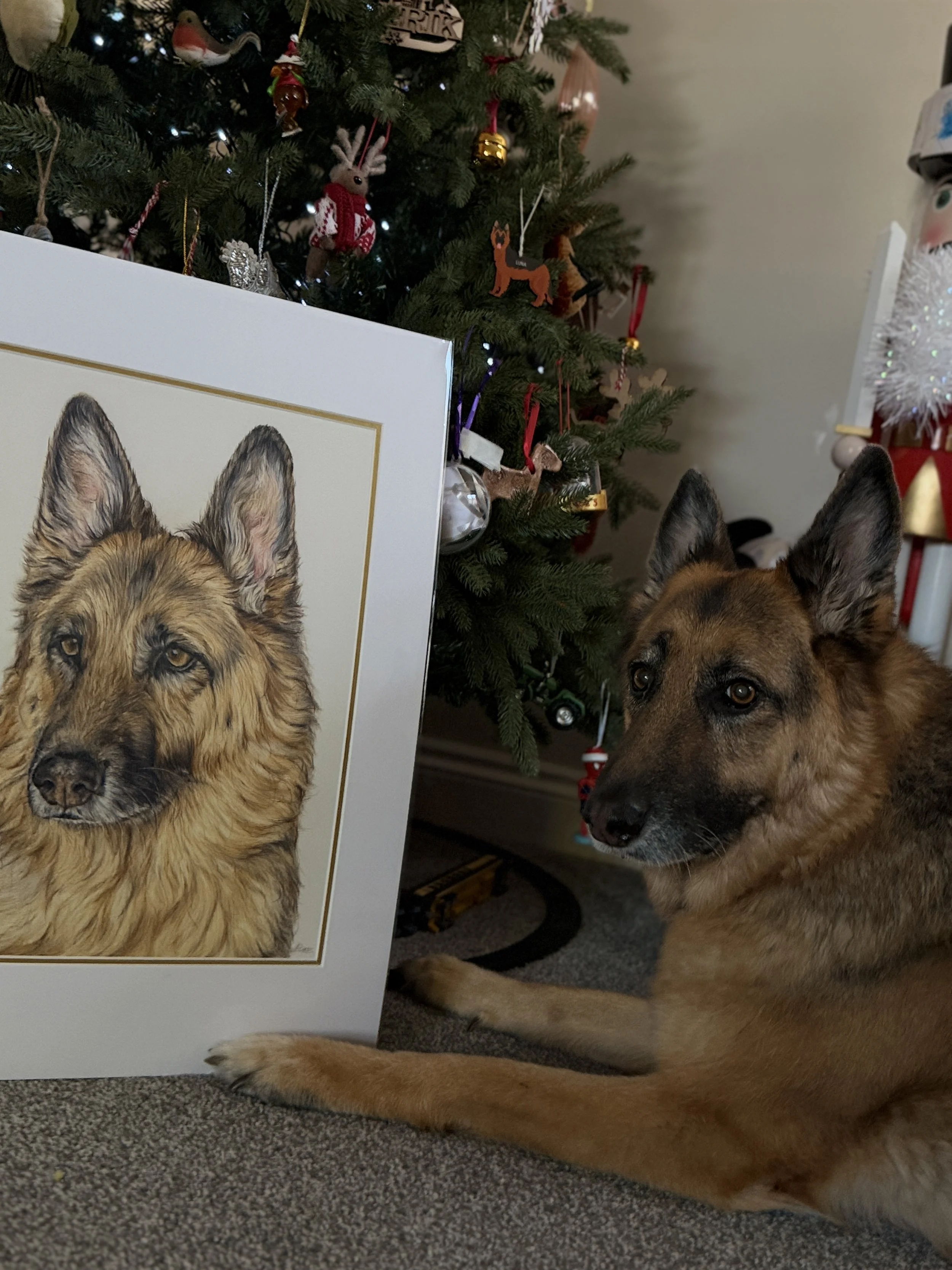 German shepherd posed next to her portrait drawing.
