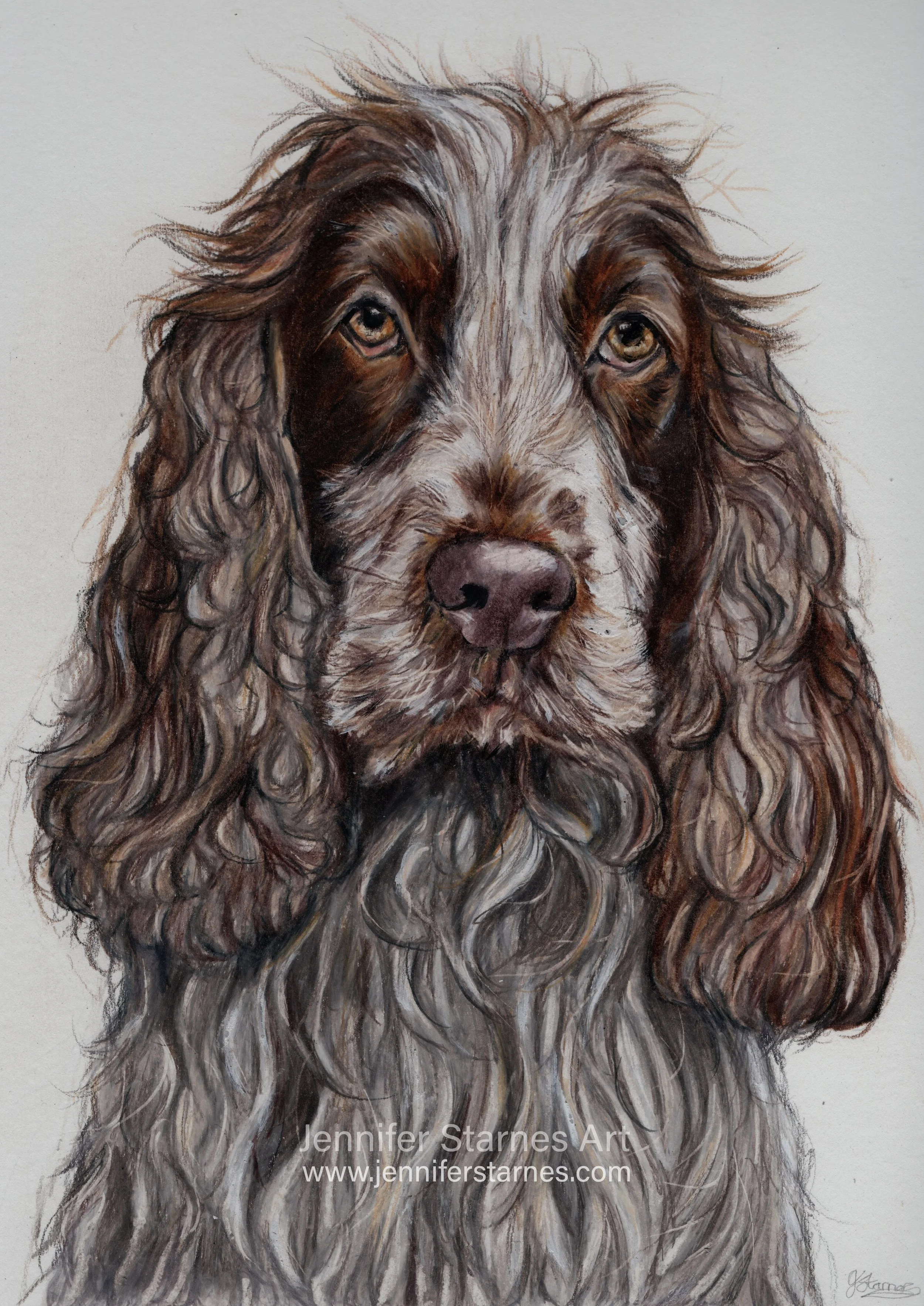 highly realistic drawing of a brown spaniel.