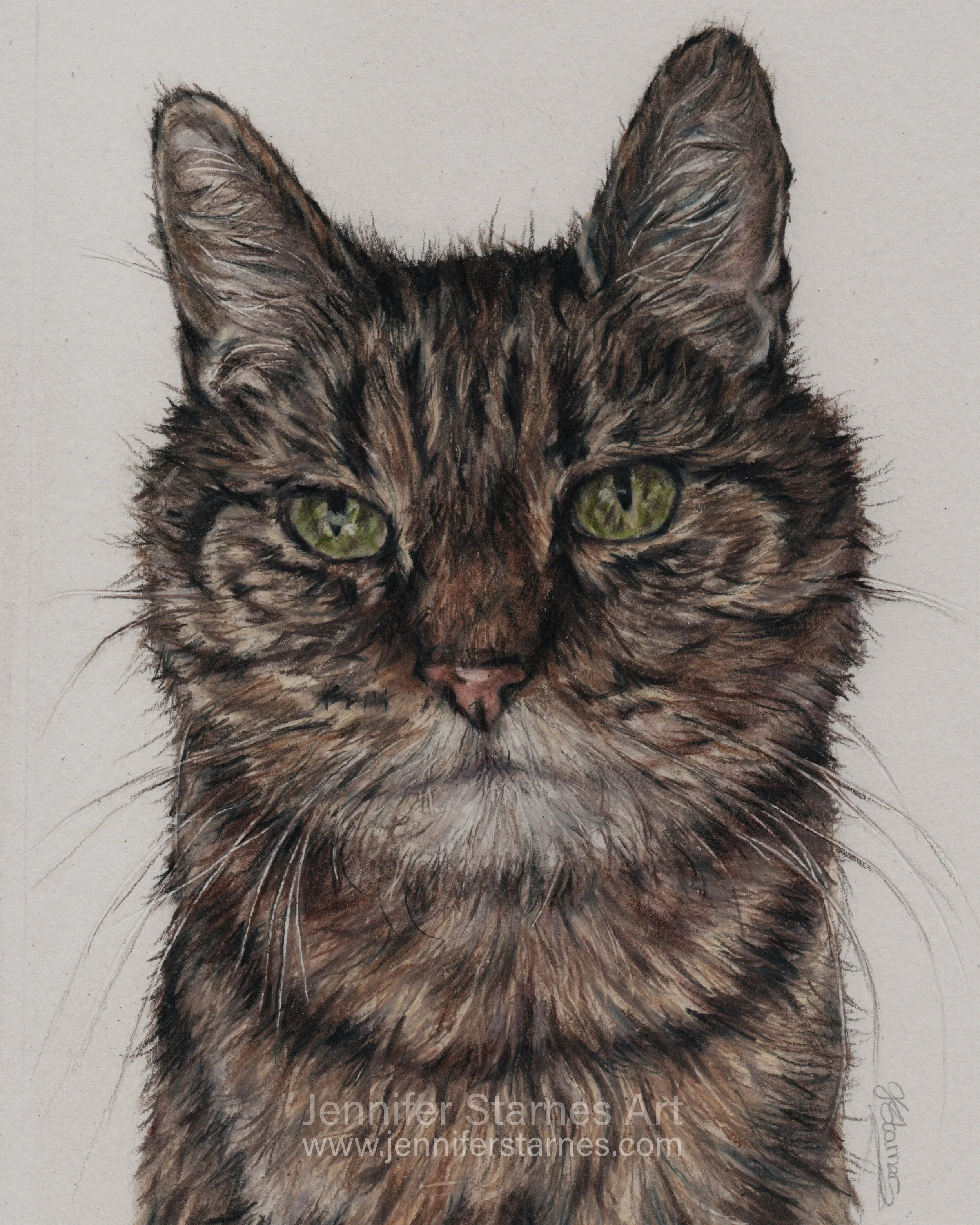 Colourful portrait drawing of a tabby cat with green eyes and detailed fur, drawn by Jennifer Starnes.