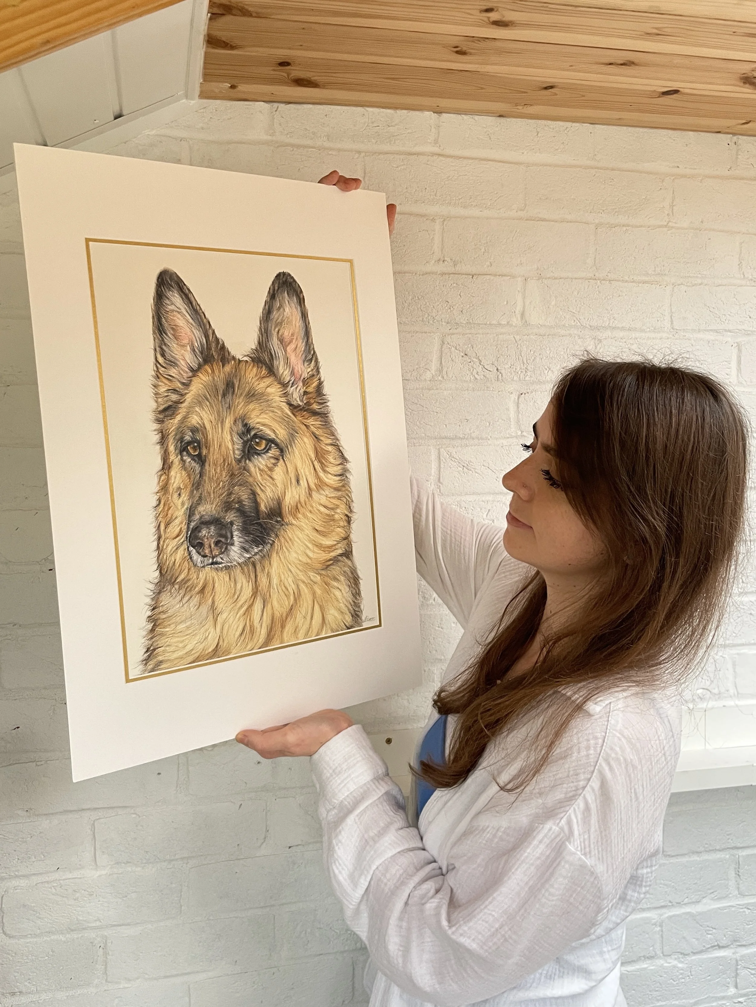 coloured pencil drawing of a German shepherd 