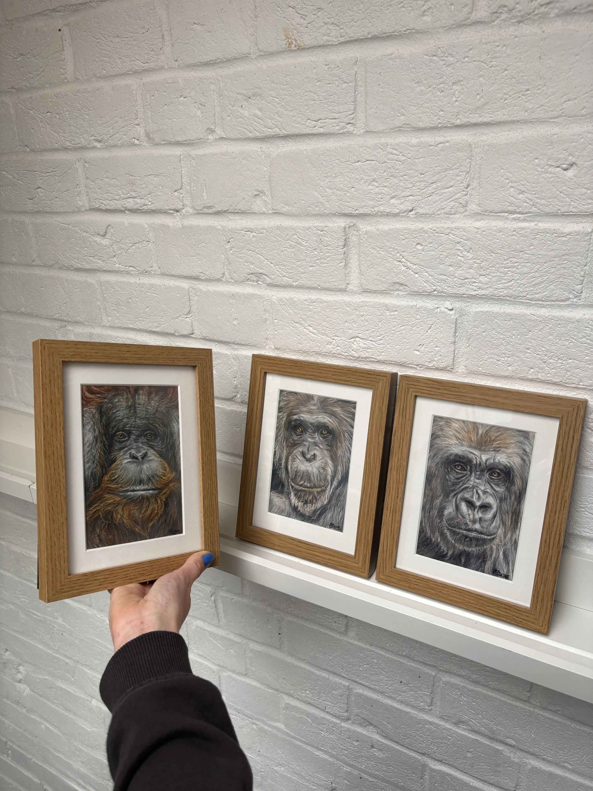 3 x coloured pencil framed sketches of an orangutan, chimp and gorilla. 