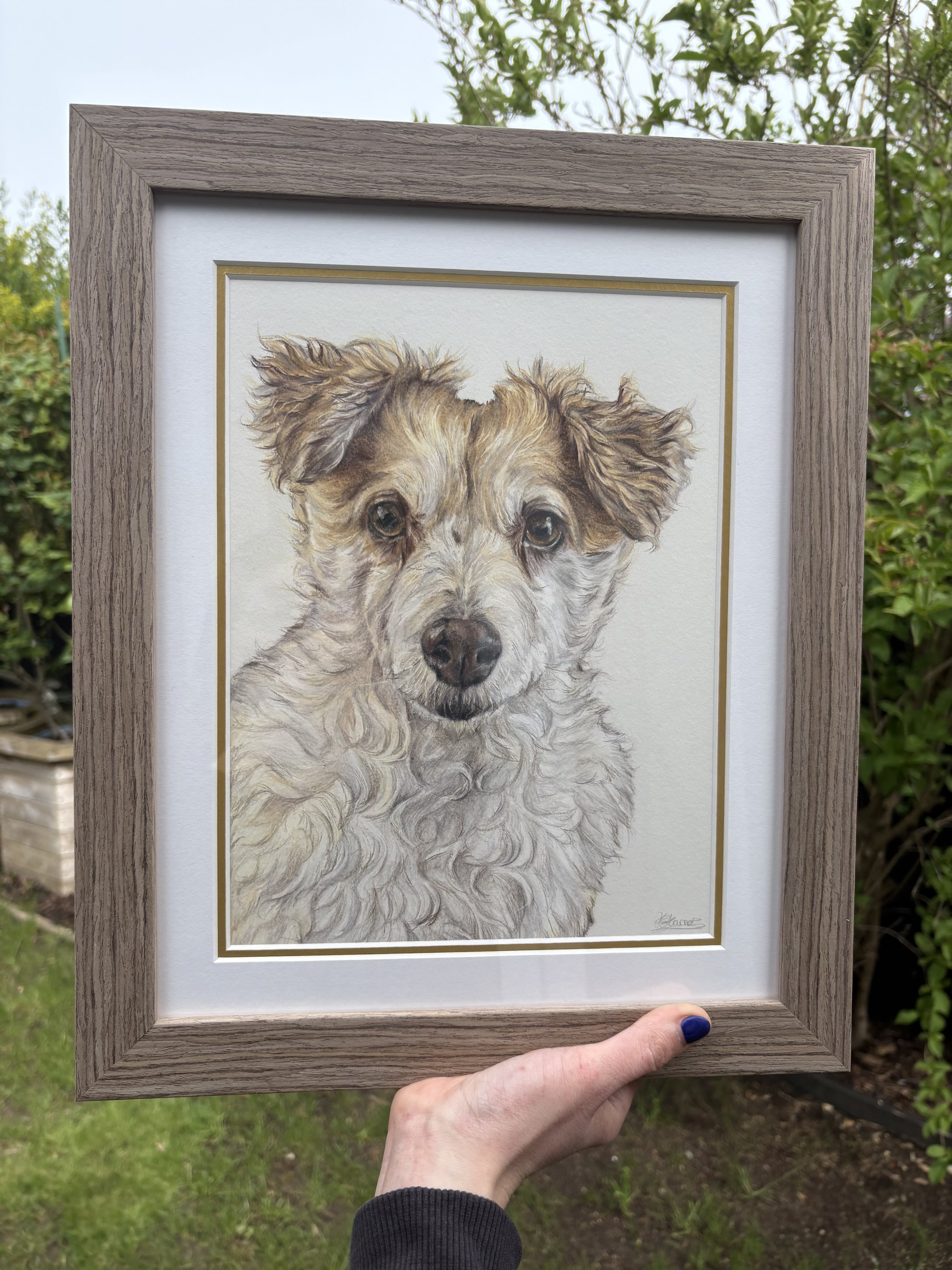 framed coloured pencil drawing of a white and cream dog.