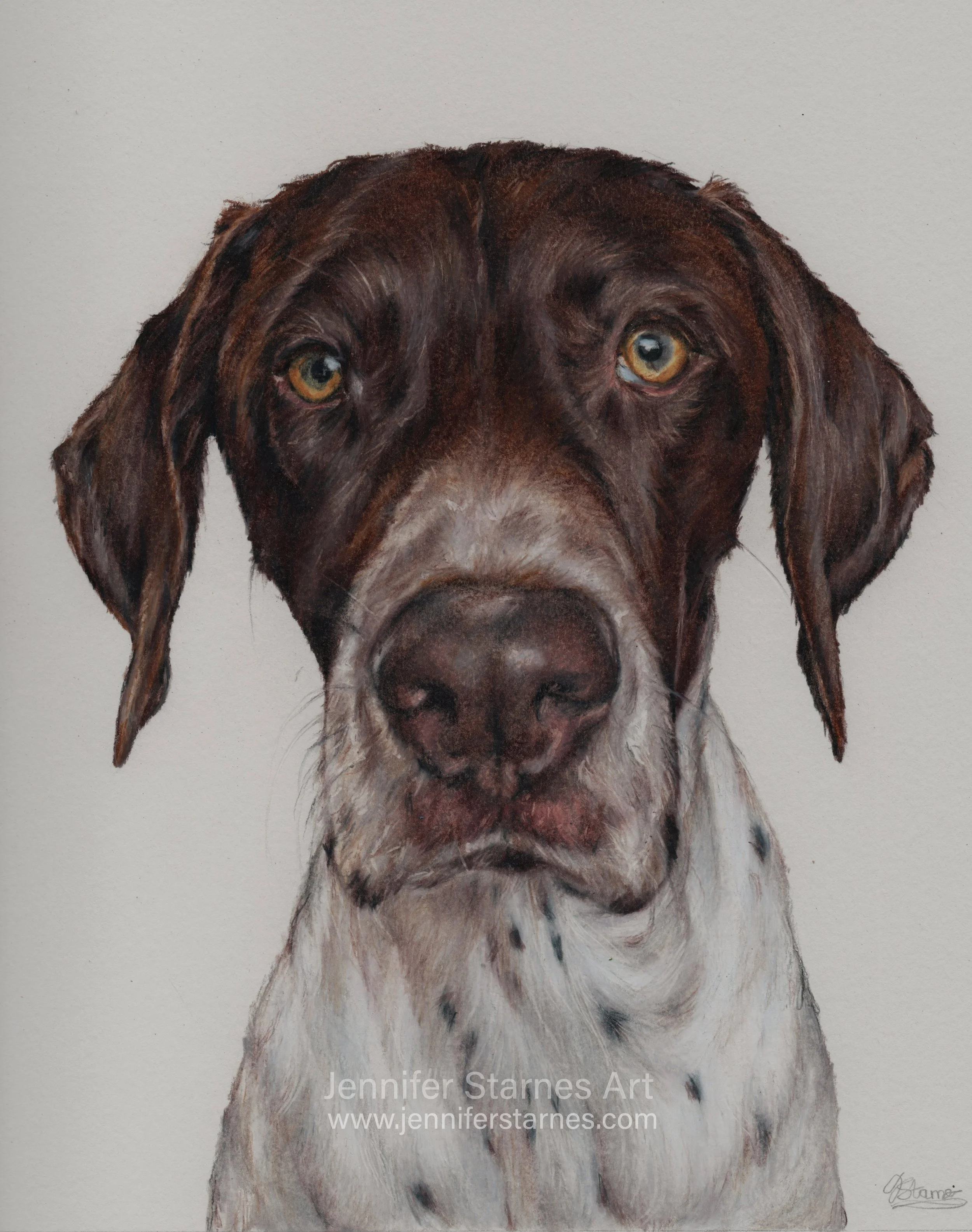 coloured pencil portrait of a German shorthaired pointer. 