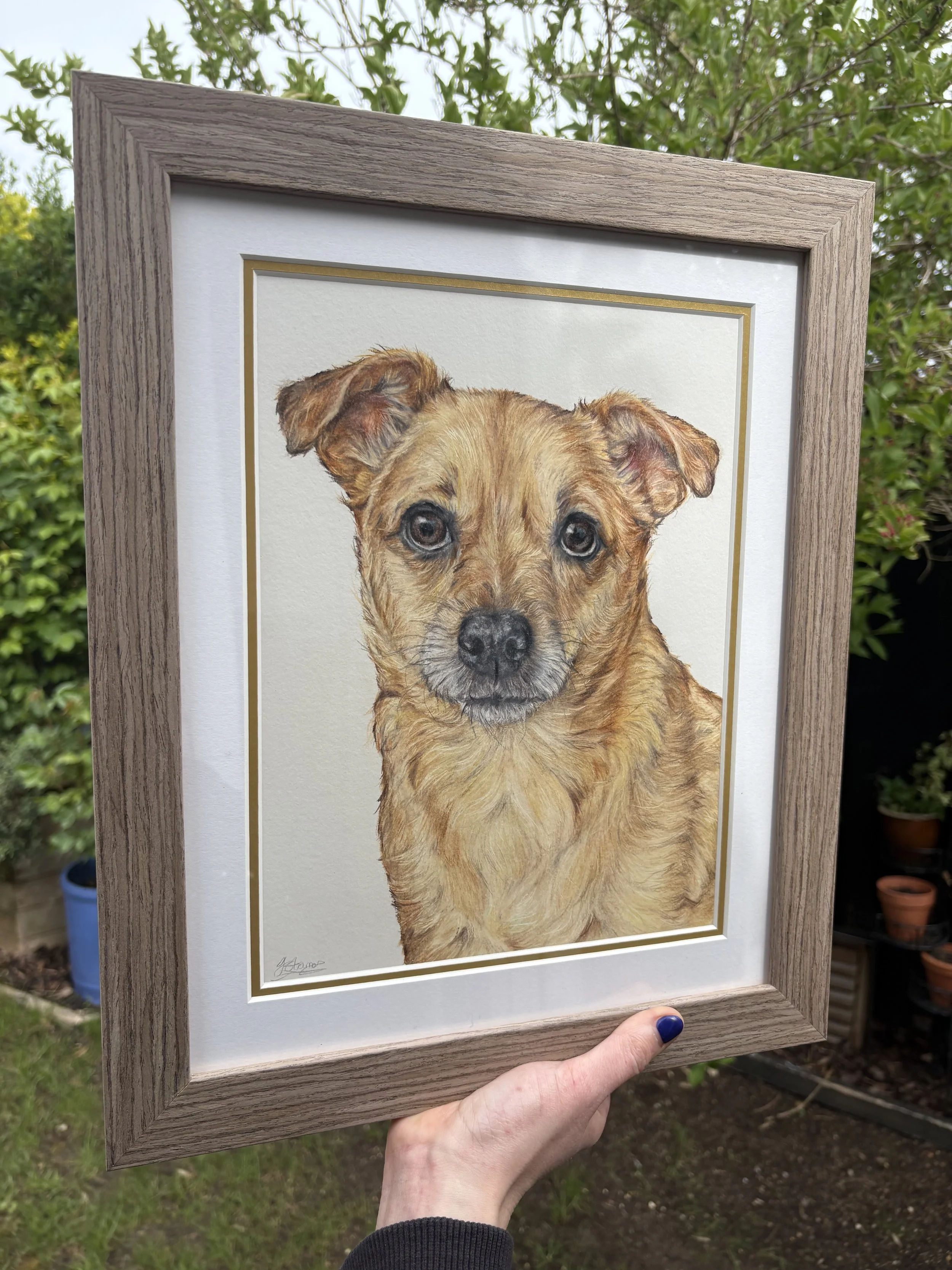 framed coloured pencil drawing of a light brown dog. 