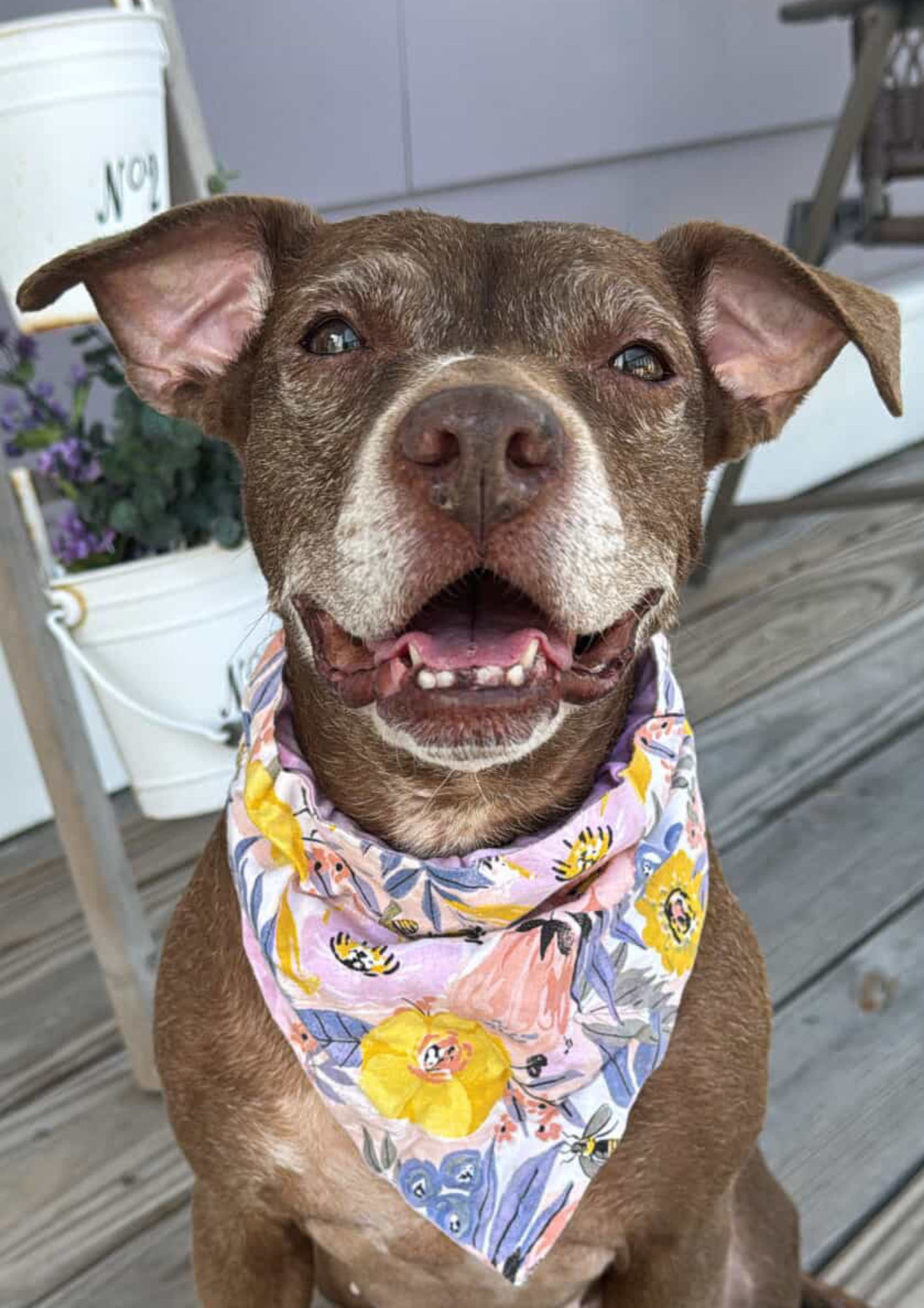 reference photo American pitbull / sharpei dog