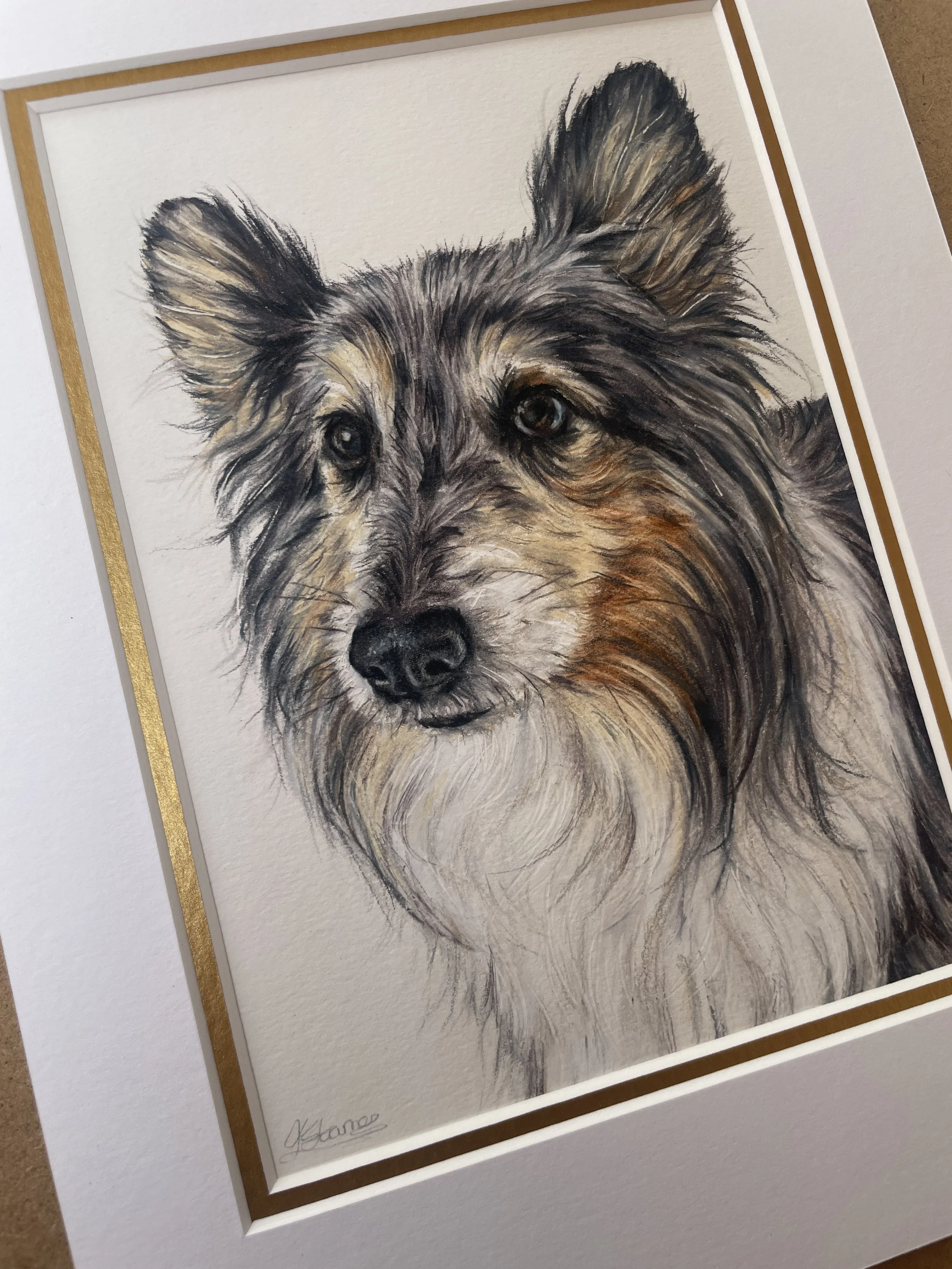 detailed coloured pencil drawing of a shetland sheepdog