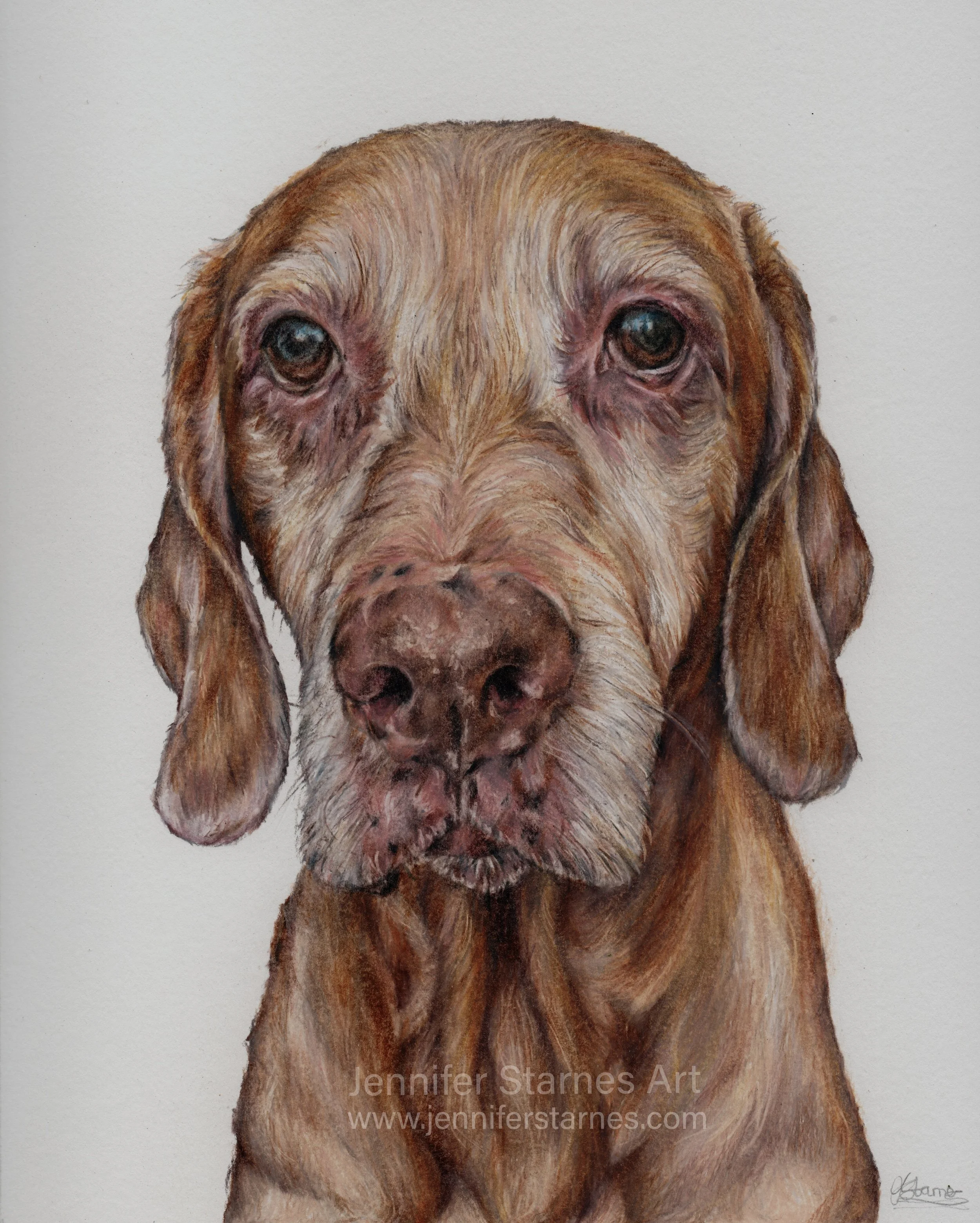 coloured pencil portrait of a vizsla.