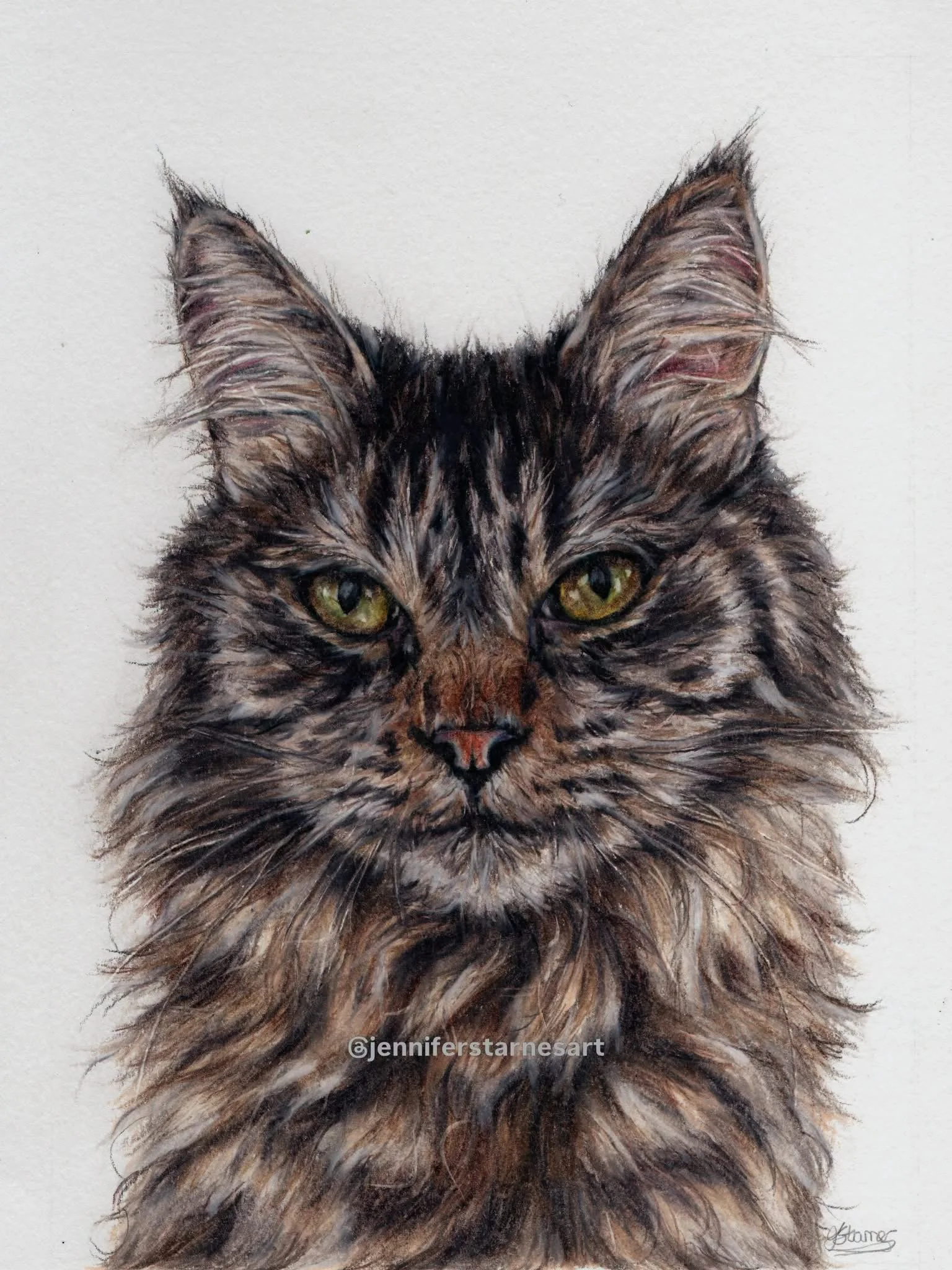 coloured pencil drawing of a Maine coon cat