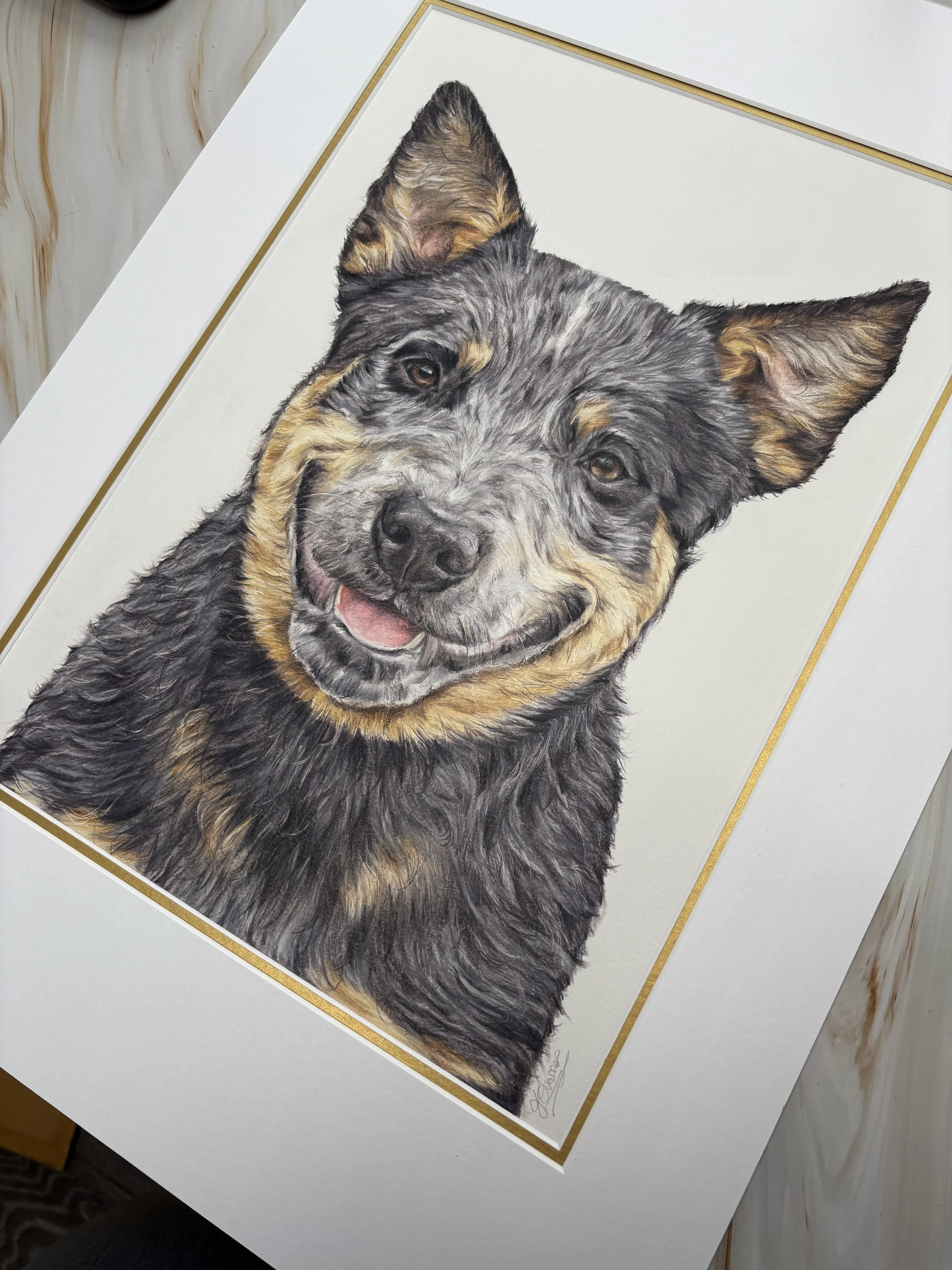 close-up detailed coloured pencil drawing of an Australian cattle dog. 