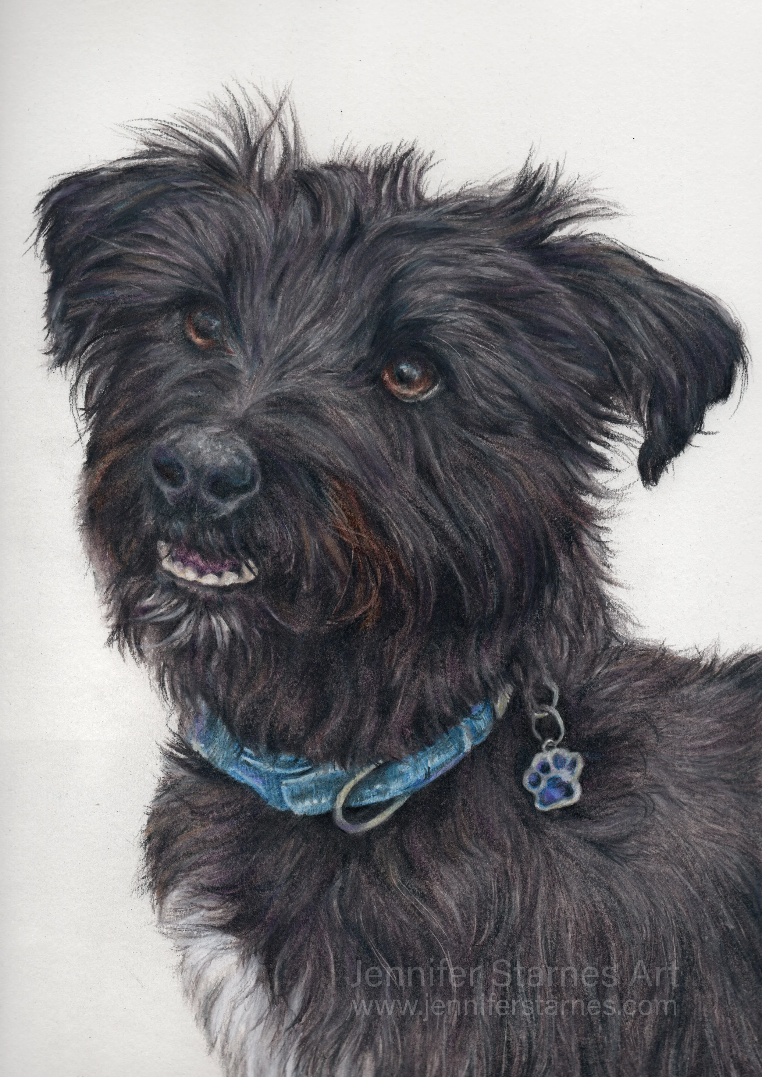 detailed coloured pencil drawing of a black jackapoo dog