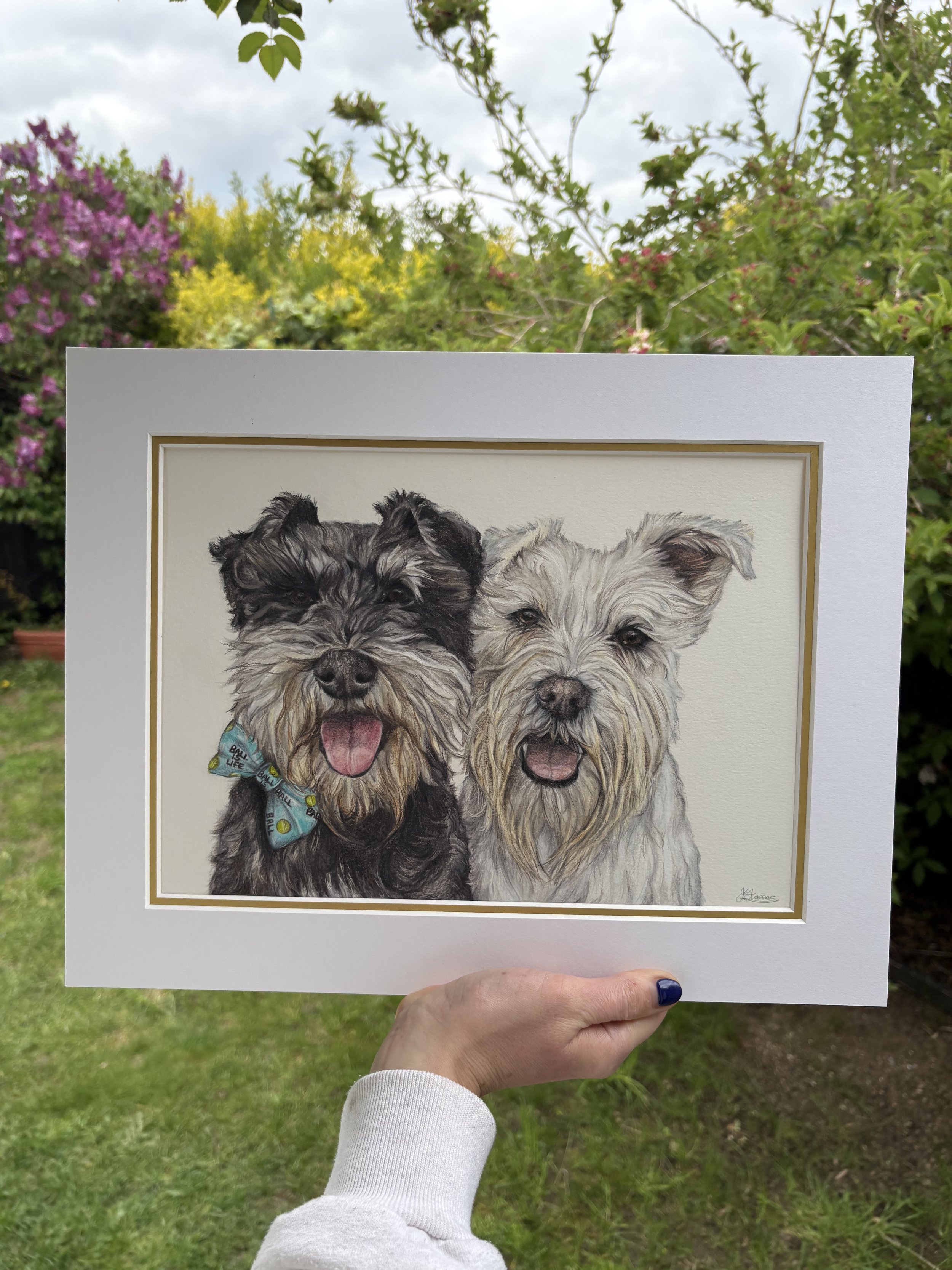 detailed coloured pencil drawing of two miniature schnauzers 