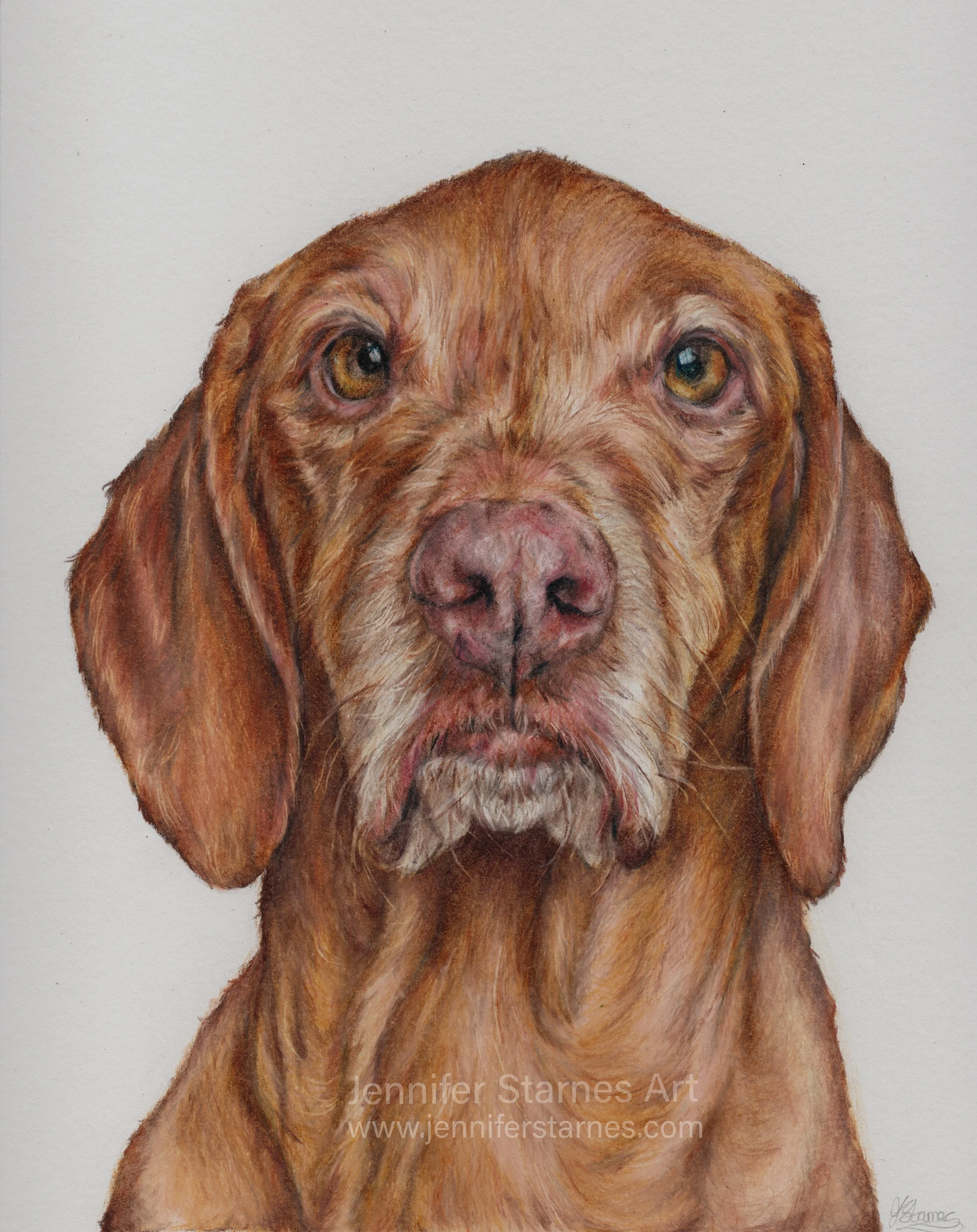 coloured pencil portrait of a vizsla