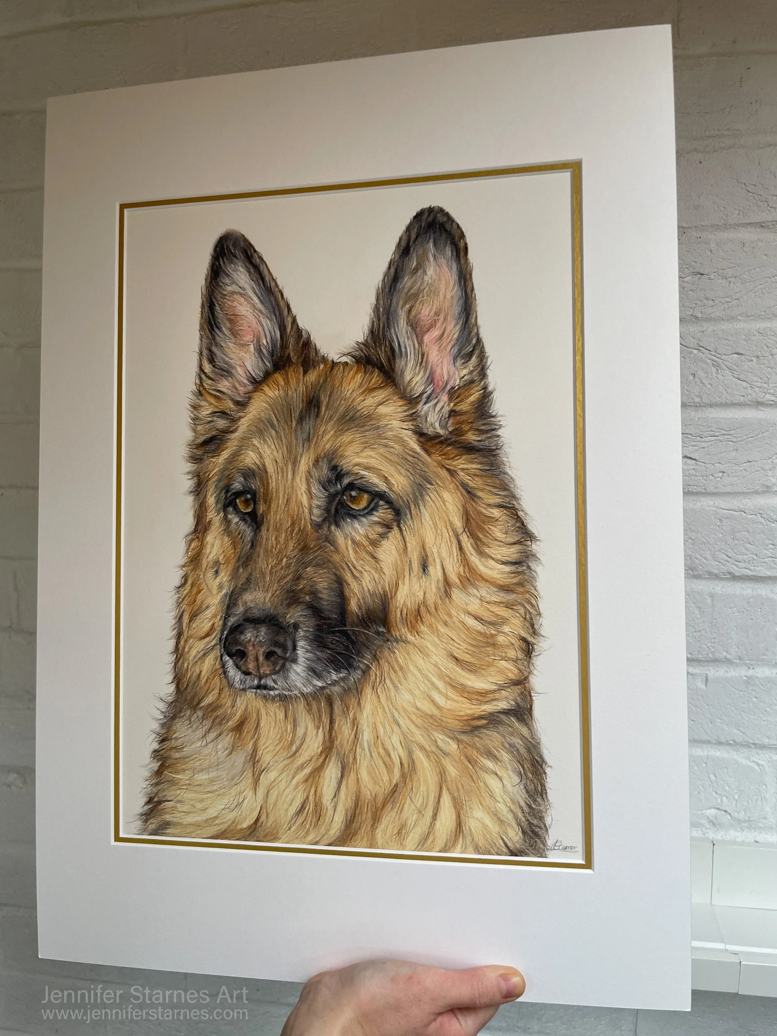 coloured pencil drawing of a German shepherd 
