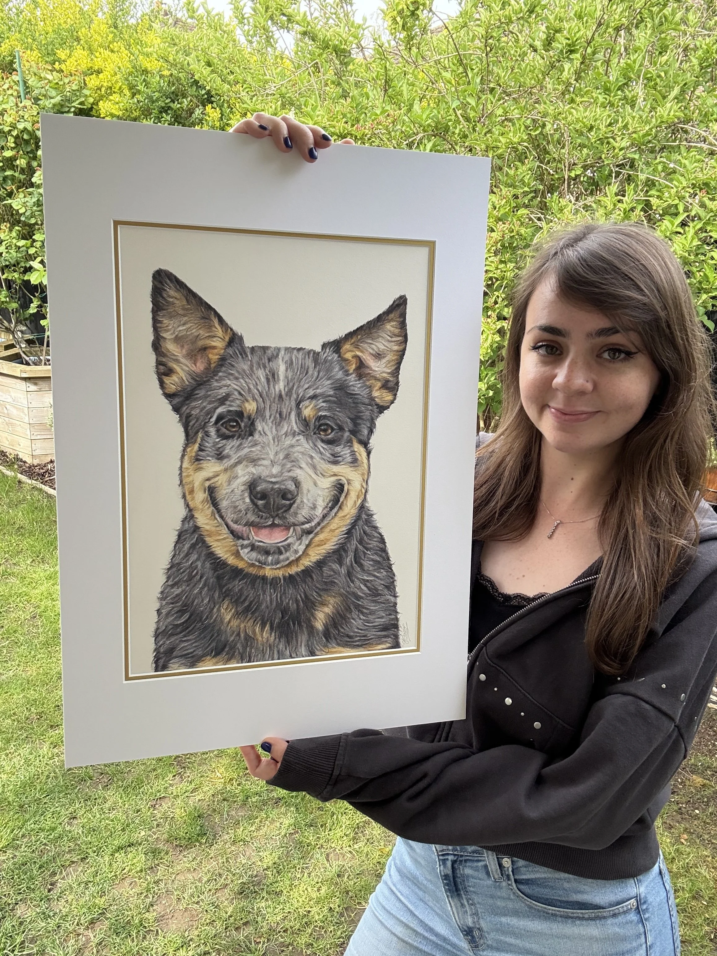 artist holds a detailed coloured pencil drawing of an Australian cattle dog. 