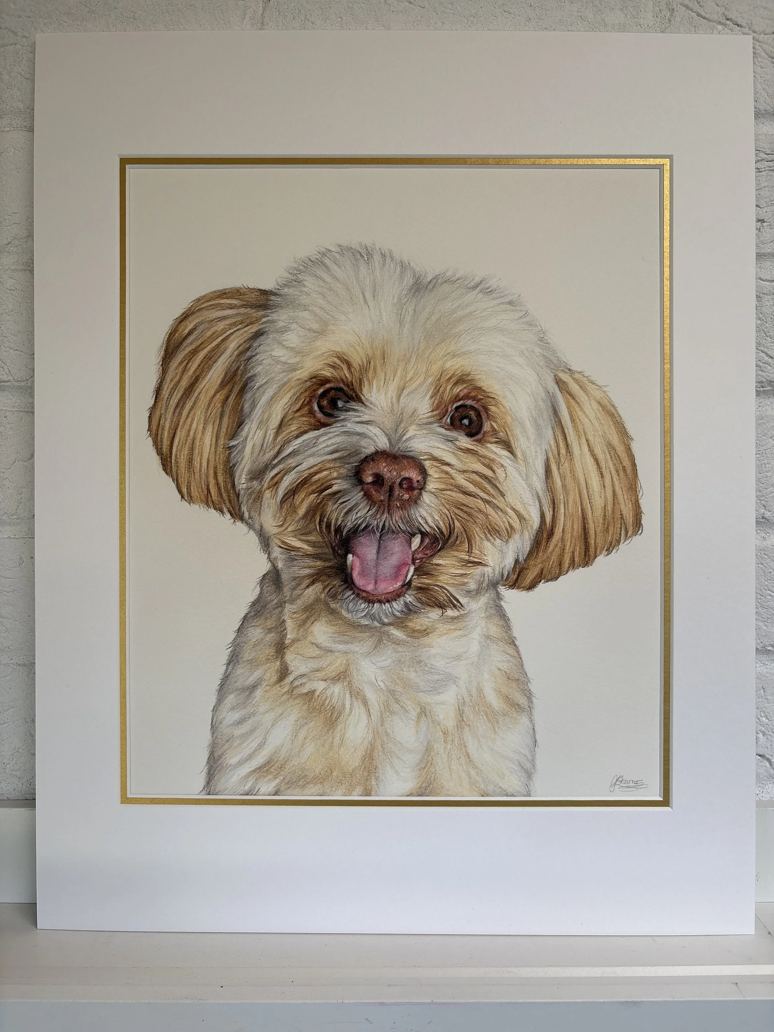 coloured pencil portrait of a maltipoo dog. 