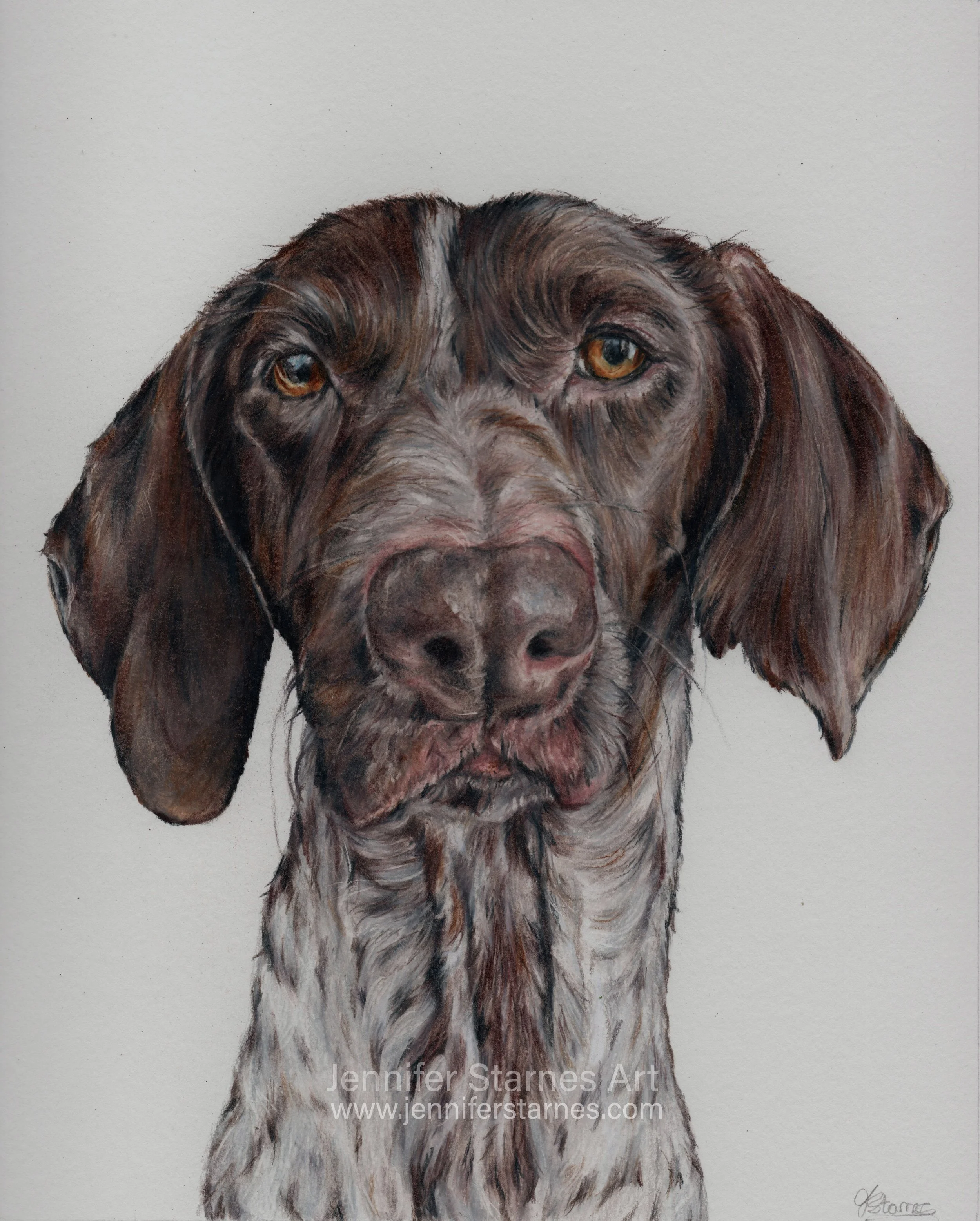 coloured pencil portrait of a German shorthaired pointer. 