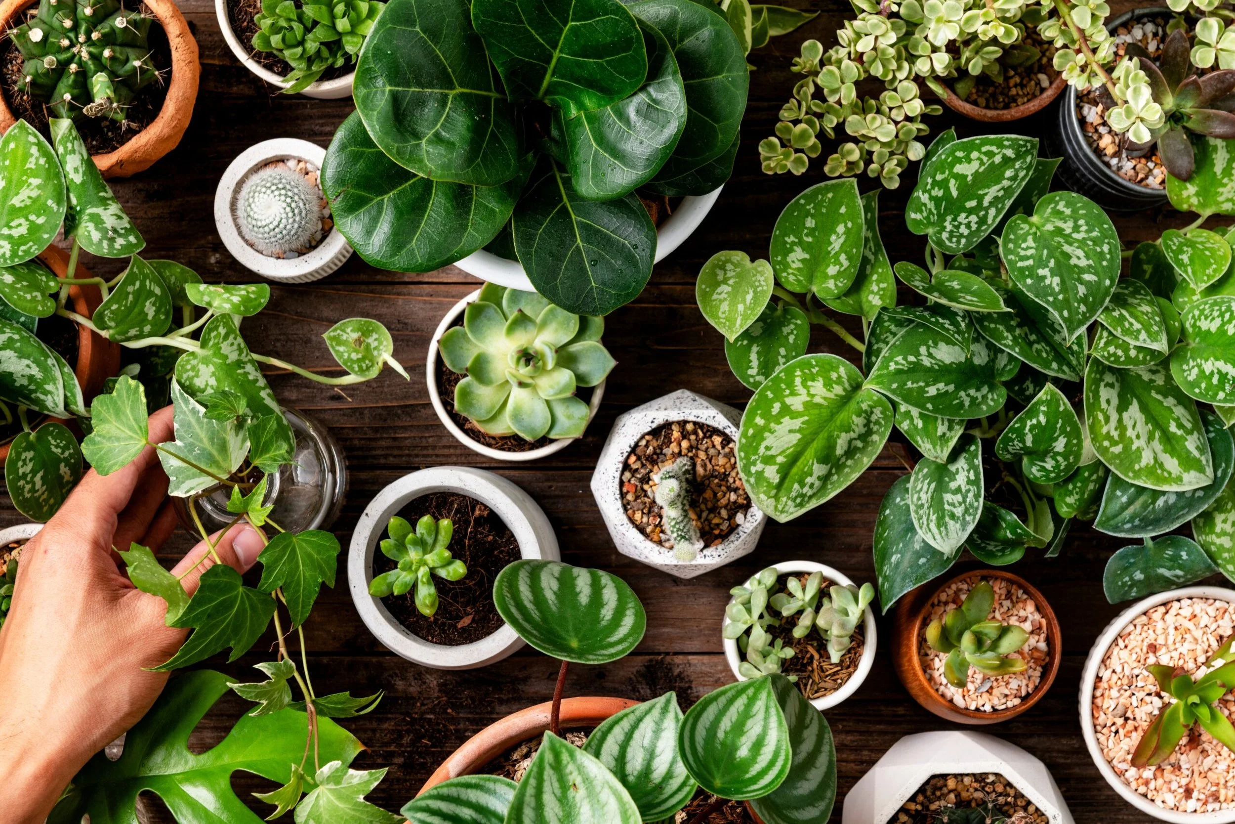 Gardening Workshop