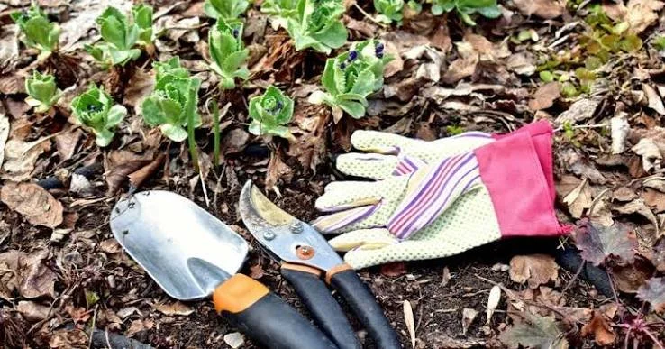 Garden Cleanup