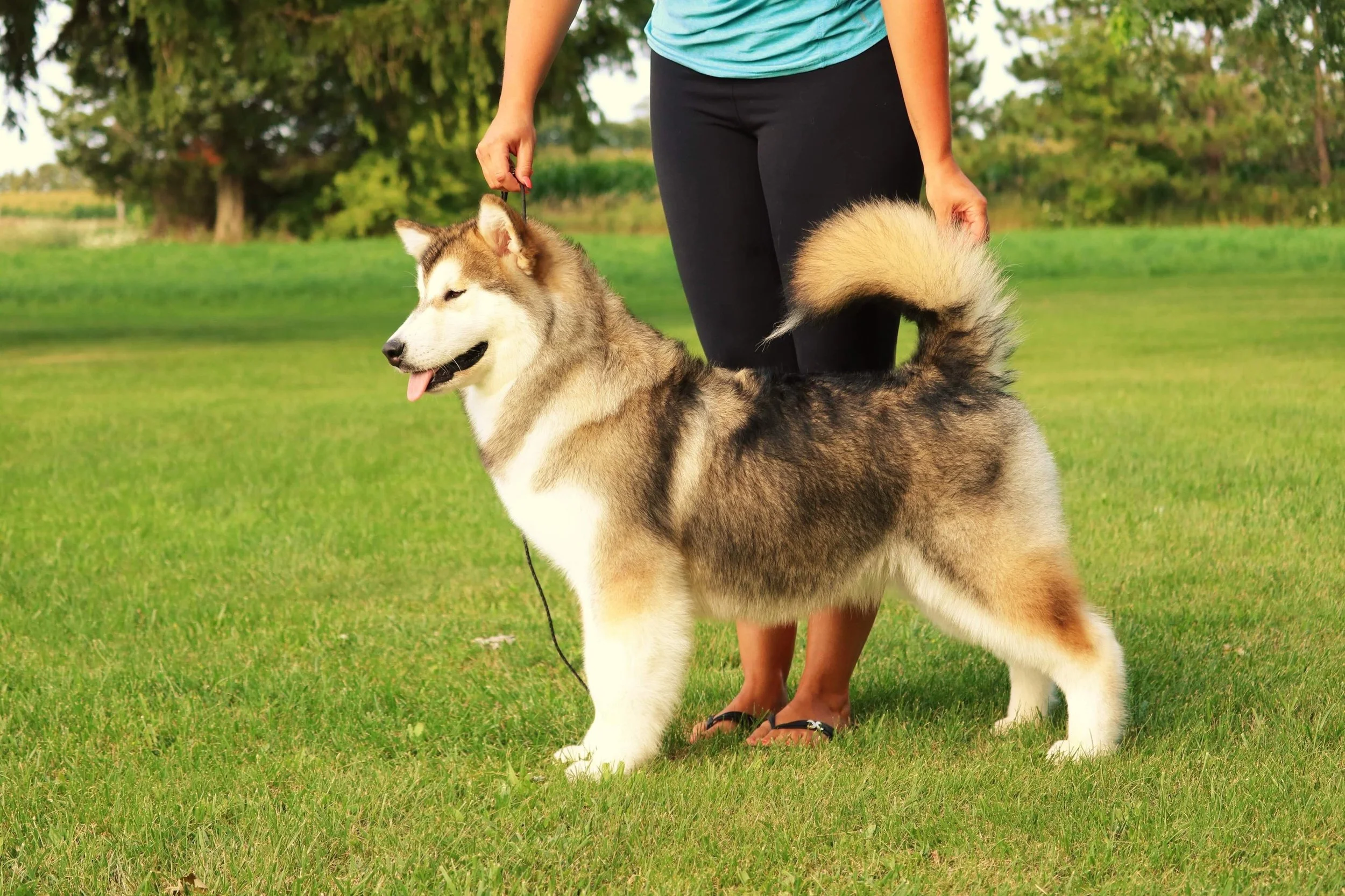 Available Adults Home available-adults-home