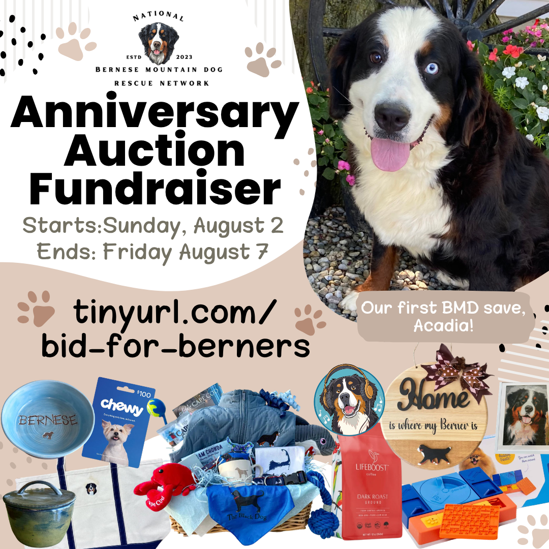 flyer for fundraiser auction featuring images of auction items and an image of a berner