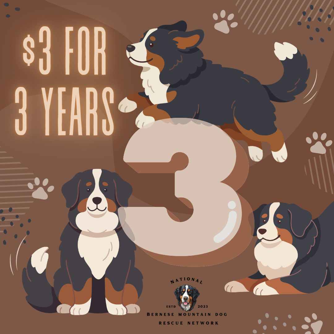 3 year anniversary image with 3 bernese mountain dogs and a large number 3