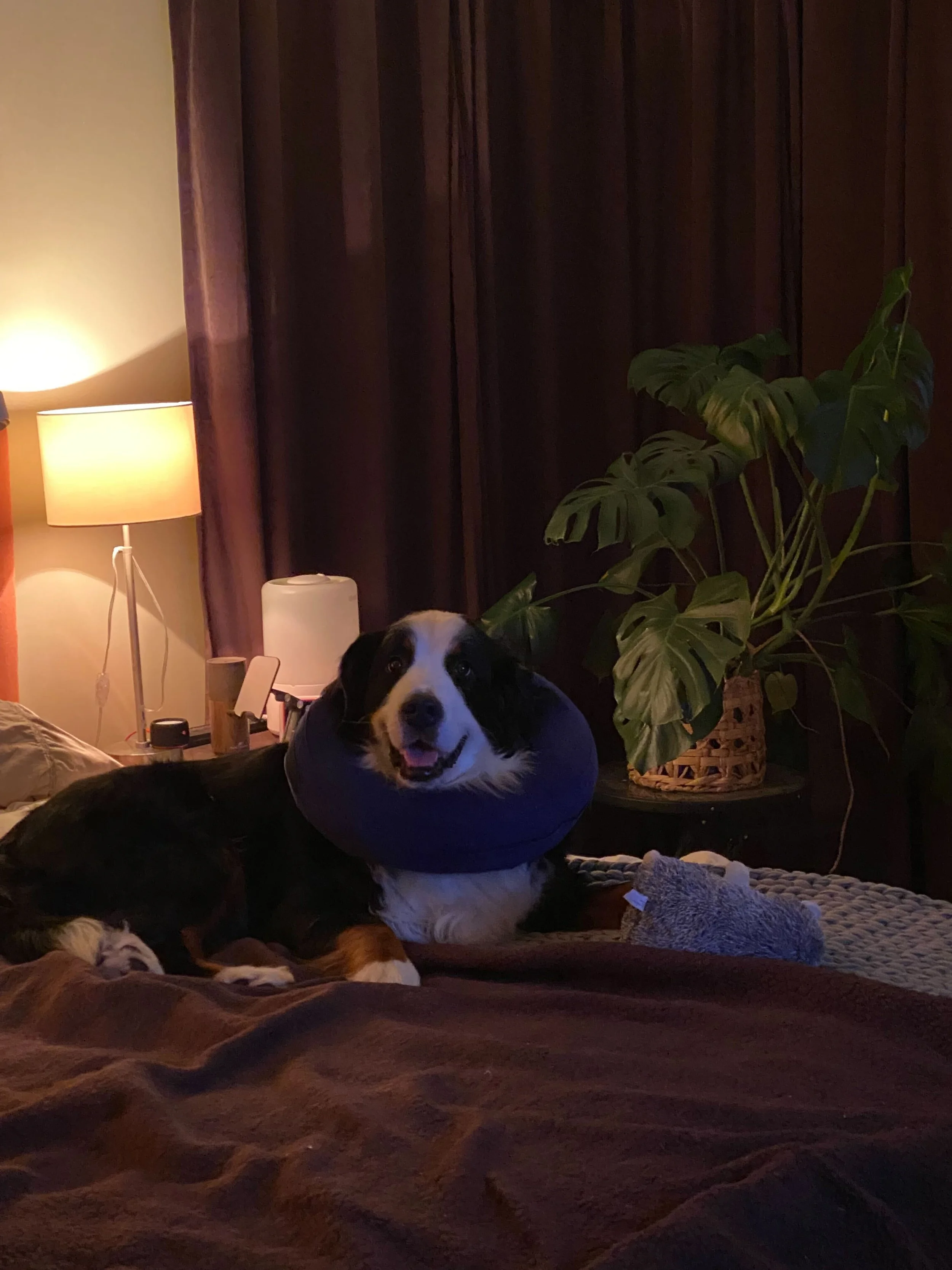 Piper - Perfect Pic!.jpg