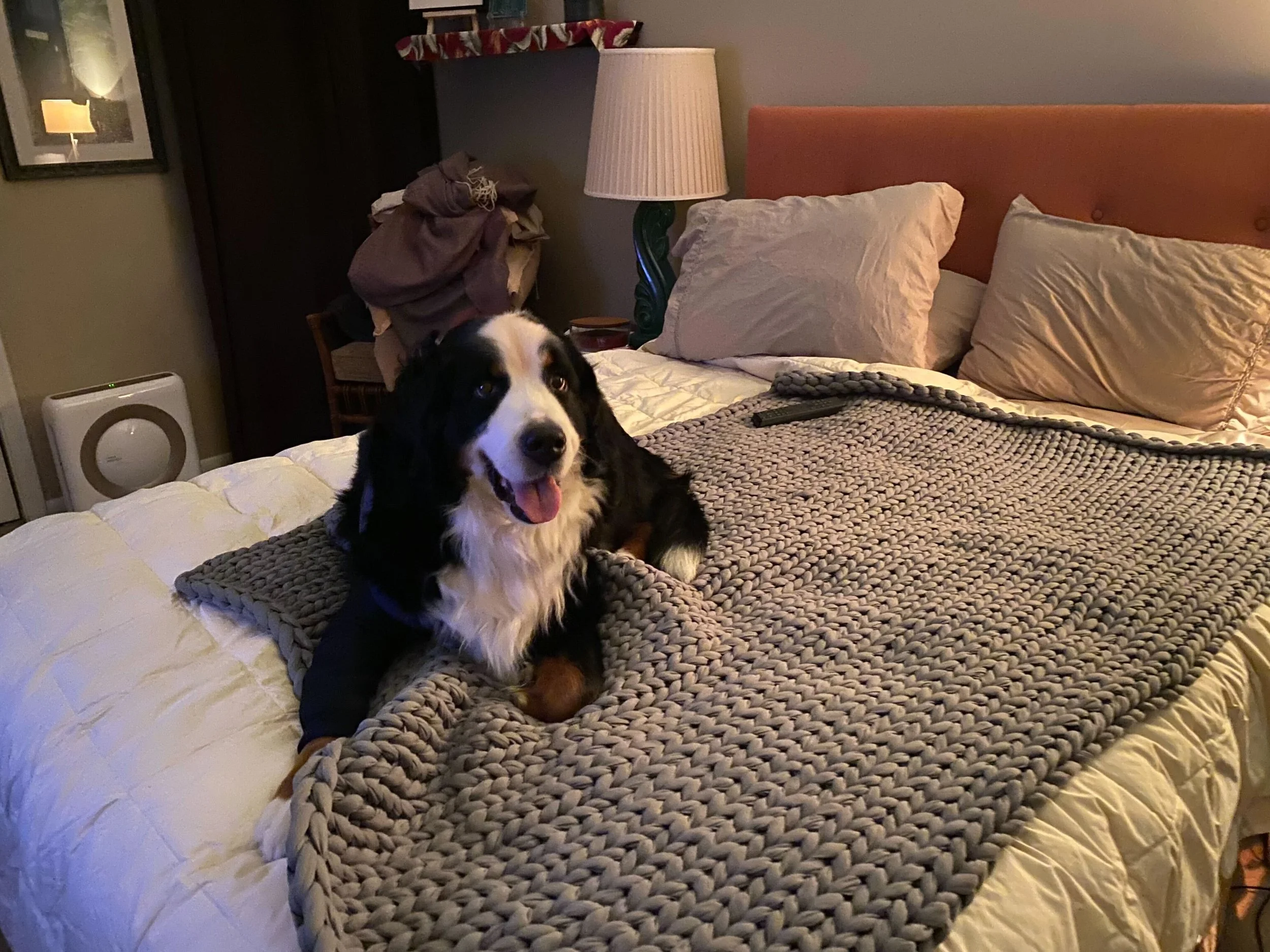 Piper - Laying on the Bed.jpg