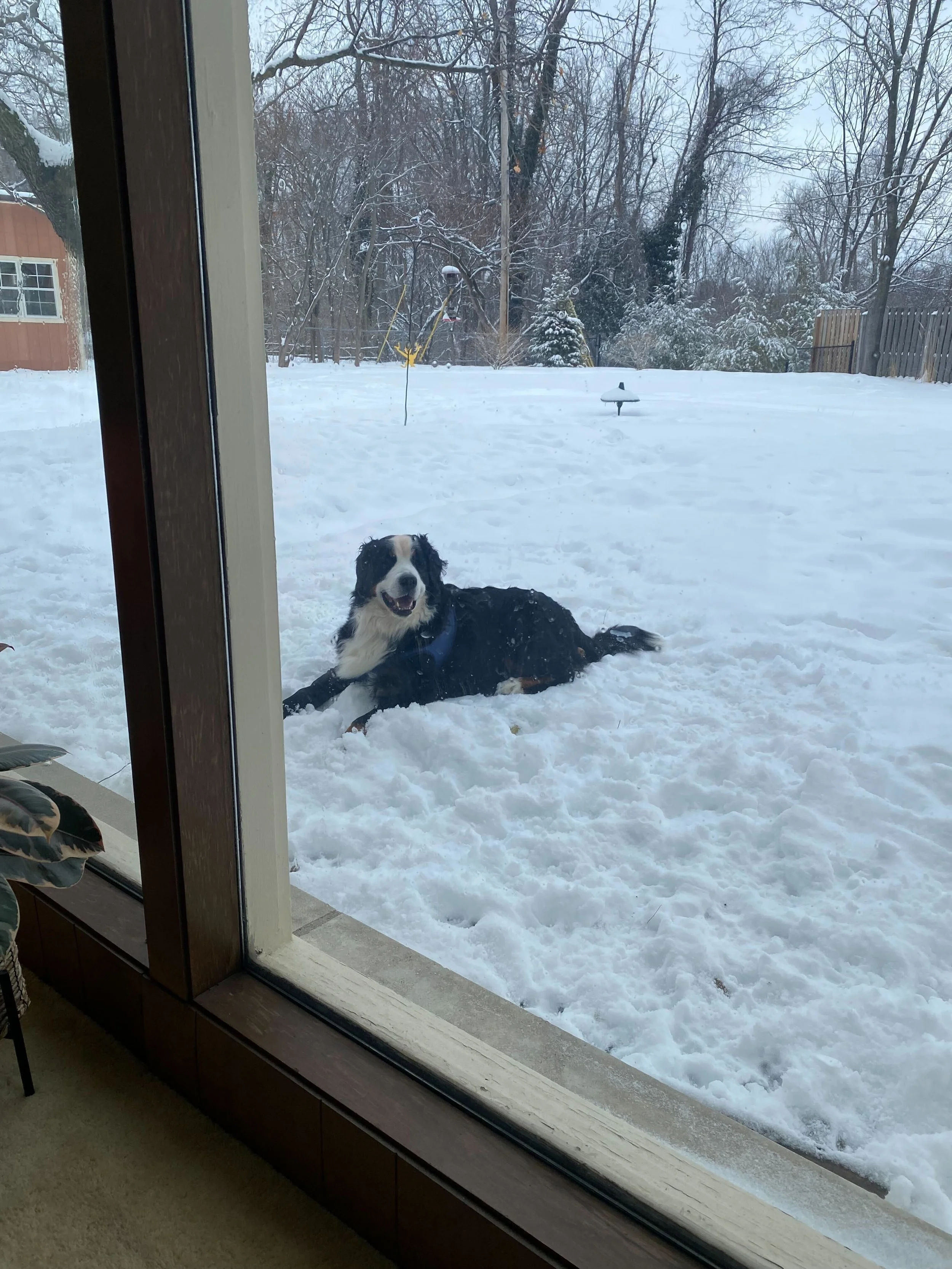 Piper - Pic - Playing in the Snow - 020626.jpg