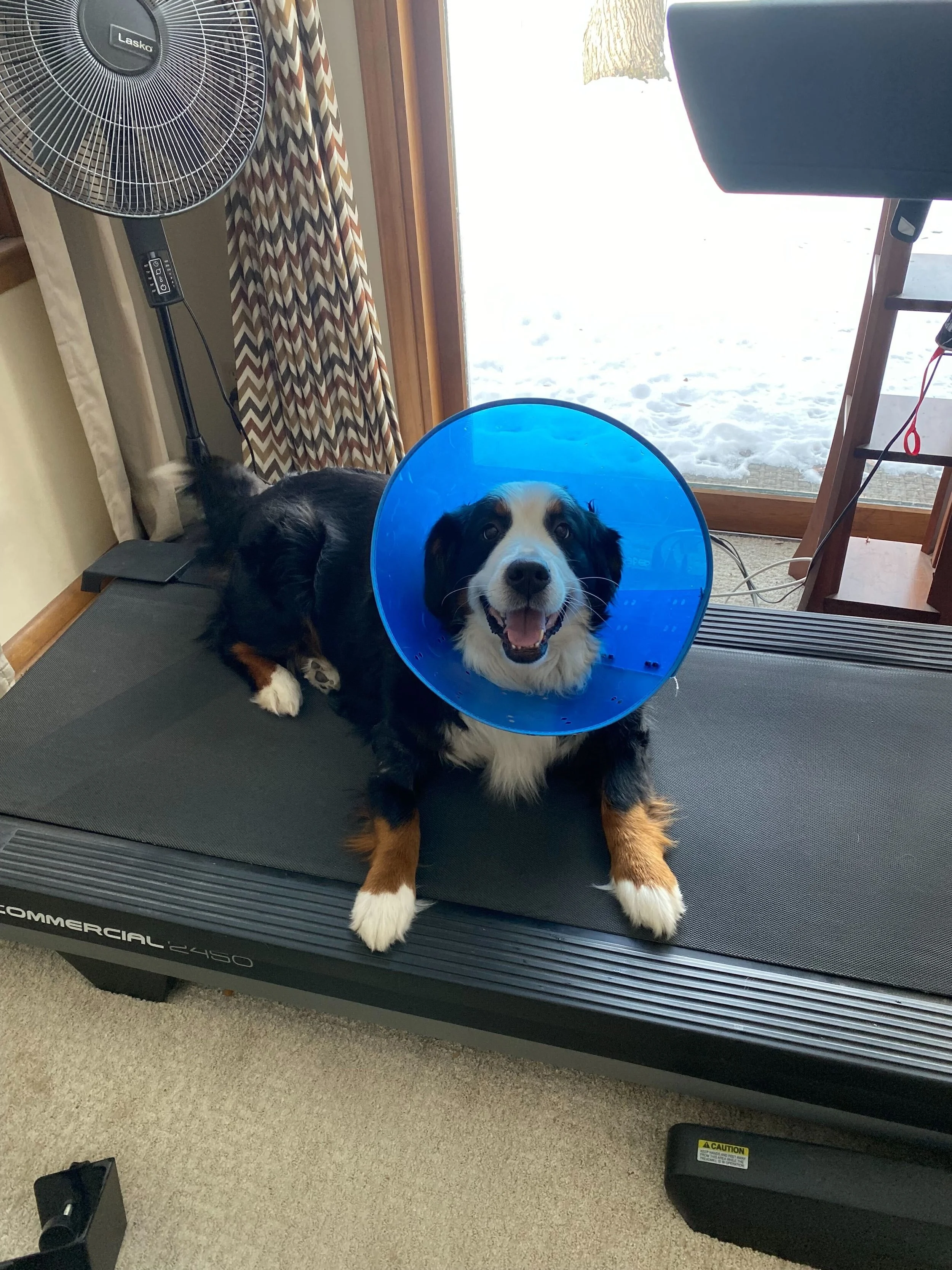 Piper On Treadmill.jpg