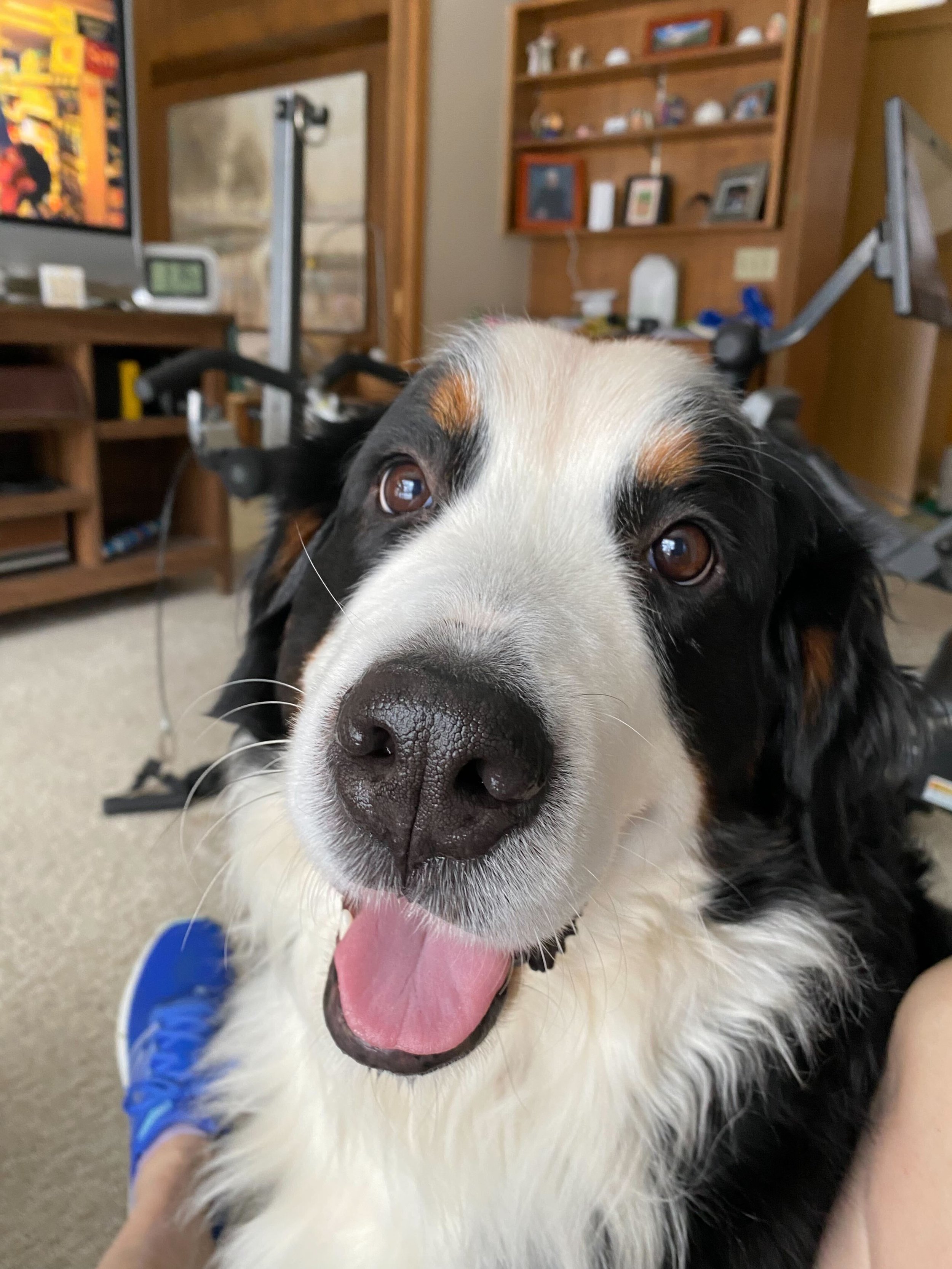 Piper's Sweet Face.jpg