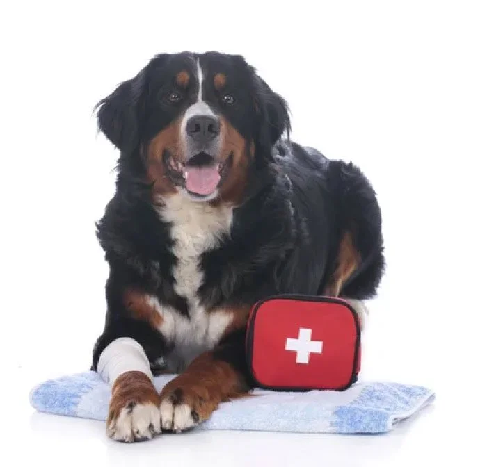 Learn Pet First Aid &amp; Support Rescue