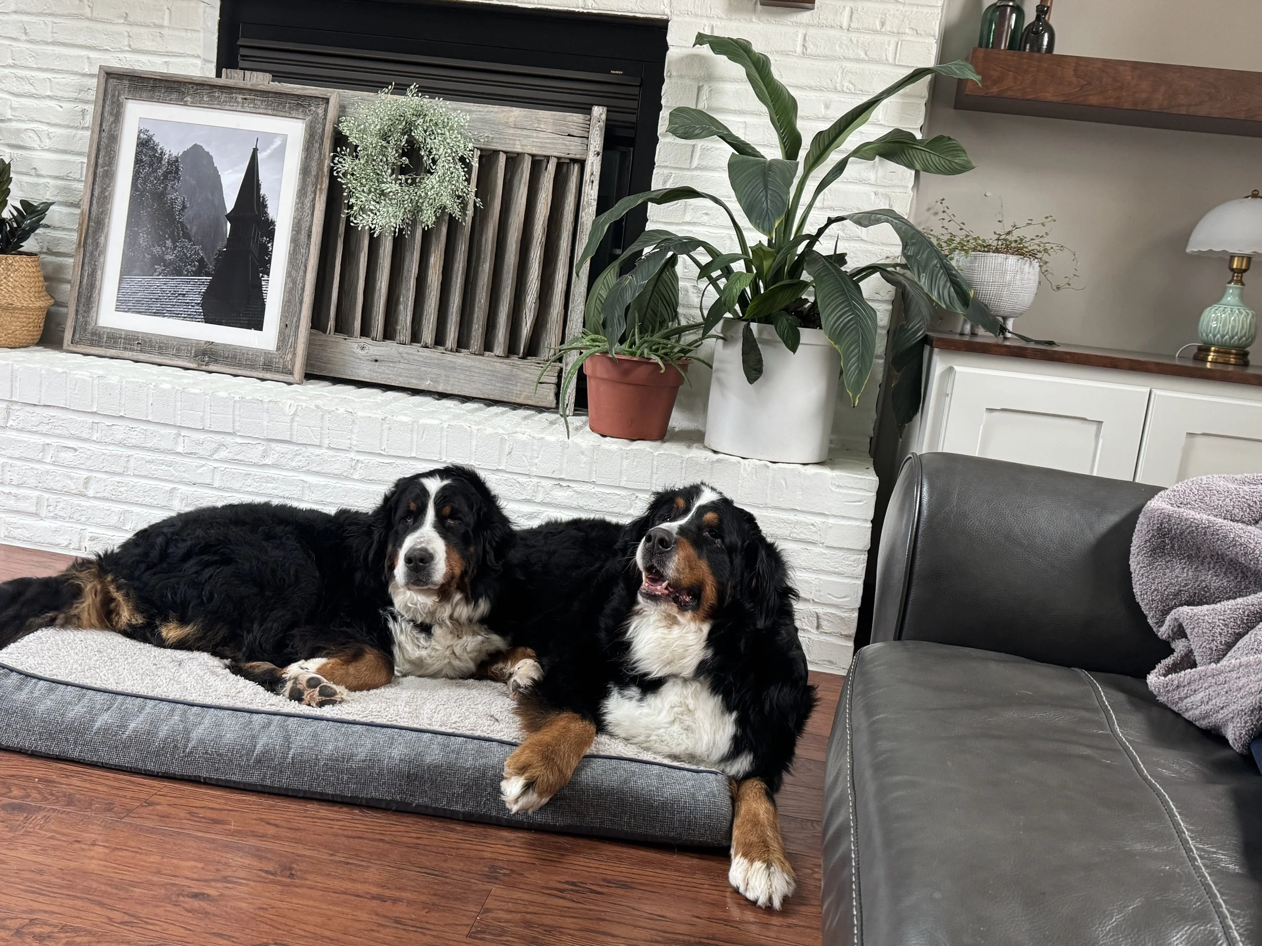 Adopt: Bailey &amp; Iris