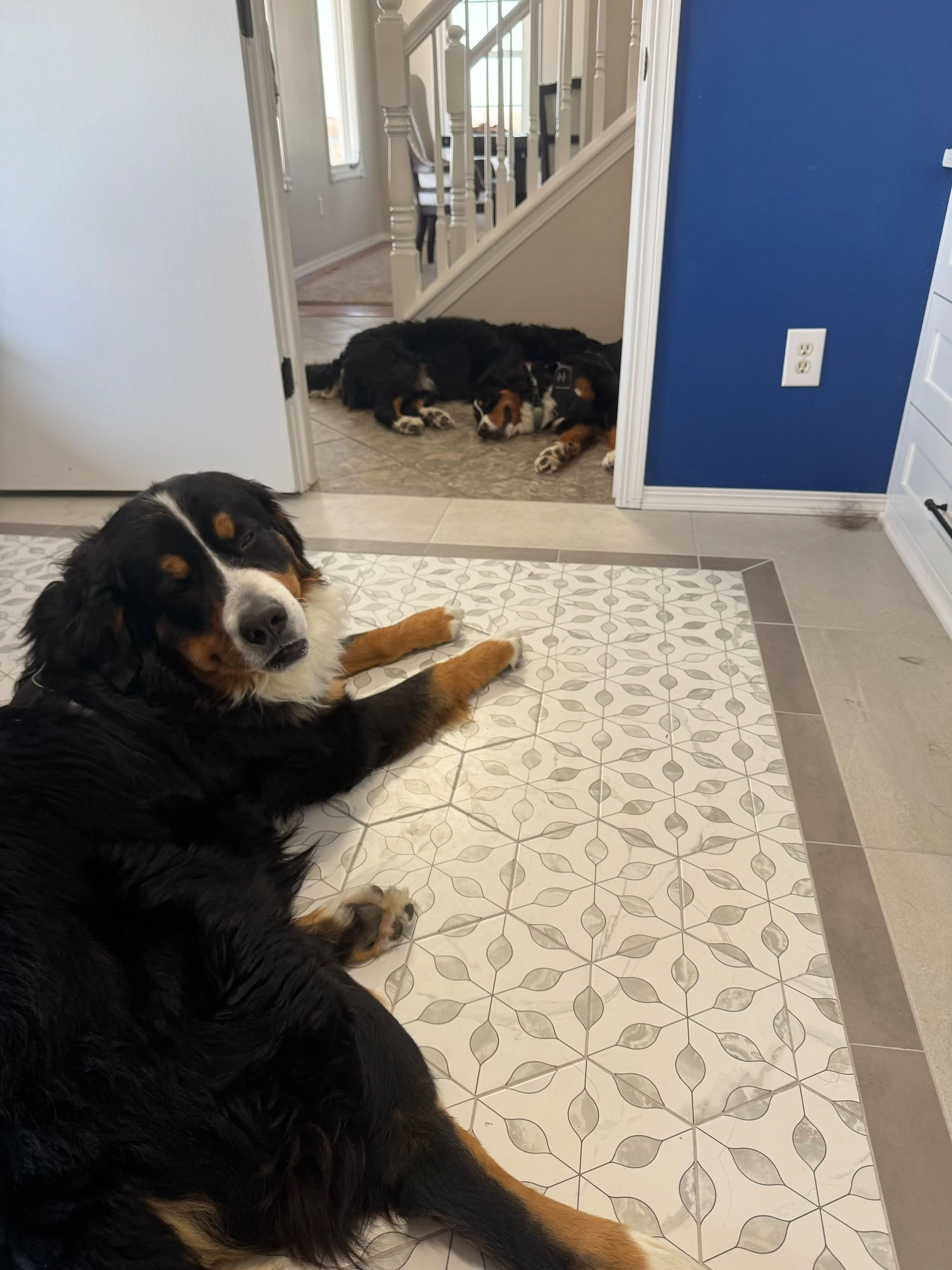 Bear, Baker & Blue.jpg