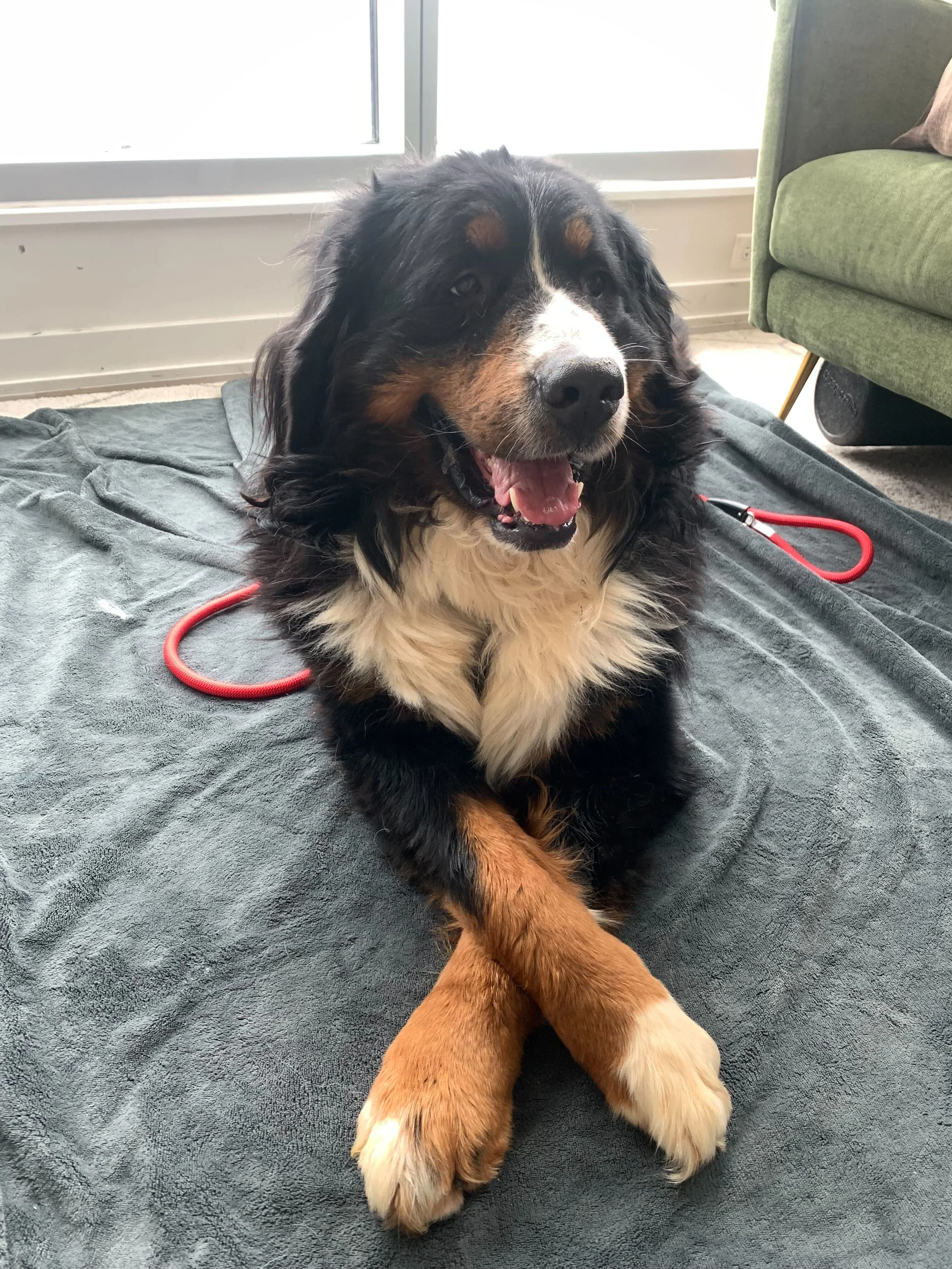 Adopt: Bowman