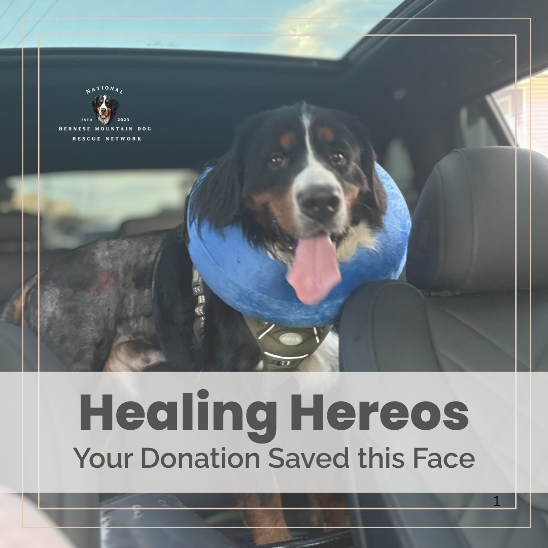 Meet Healing Heroes: NBMDRN's Program
