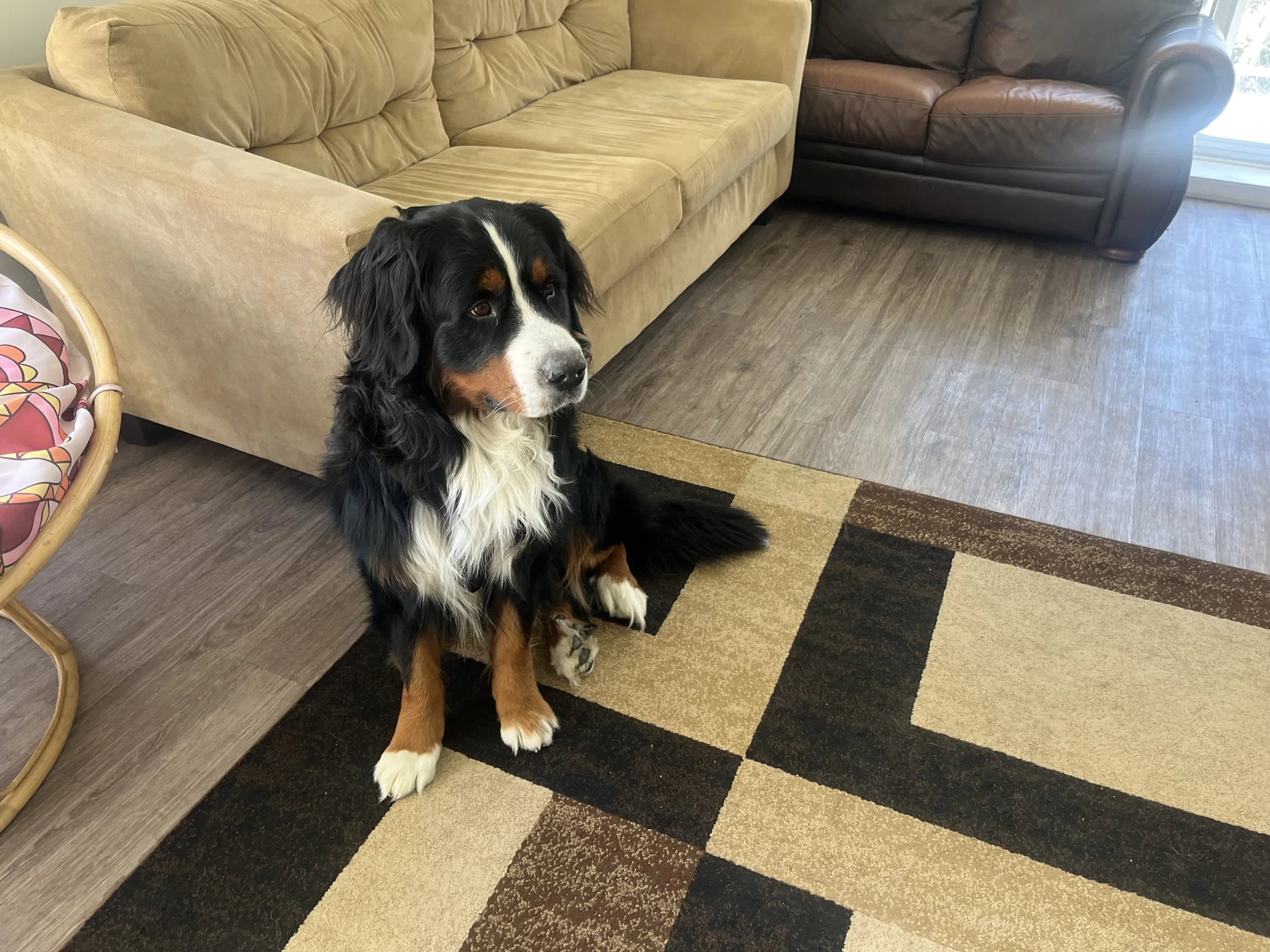 Adopt: Wallo