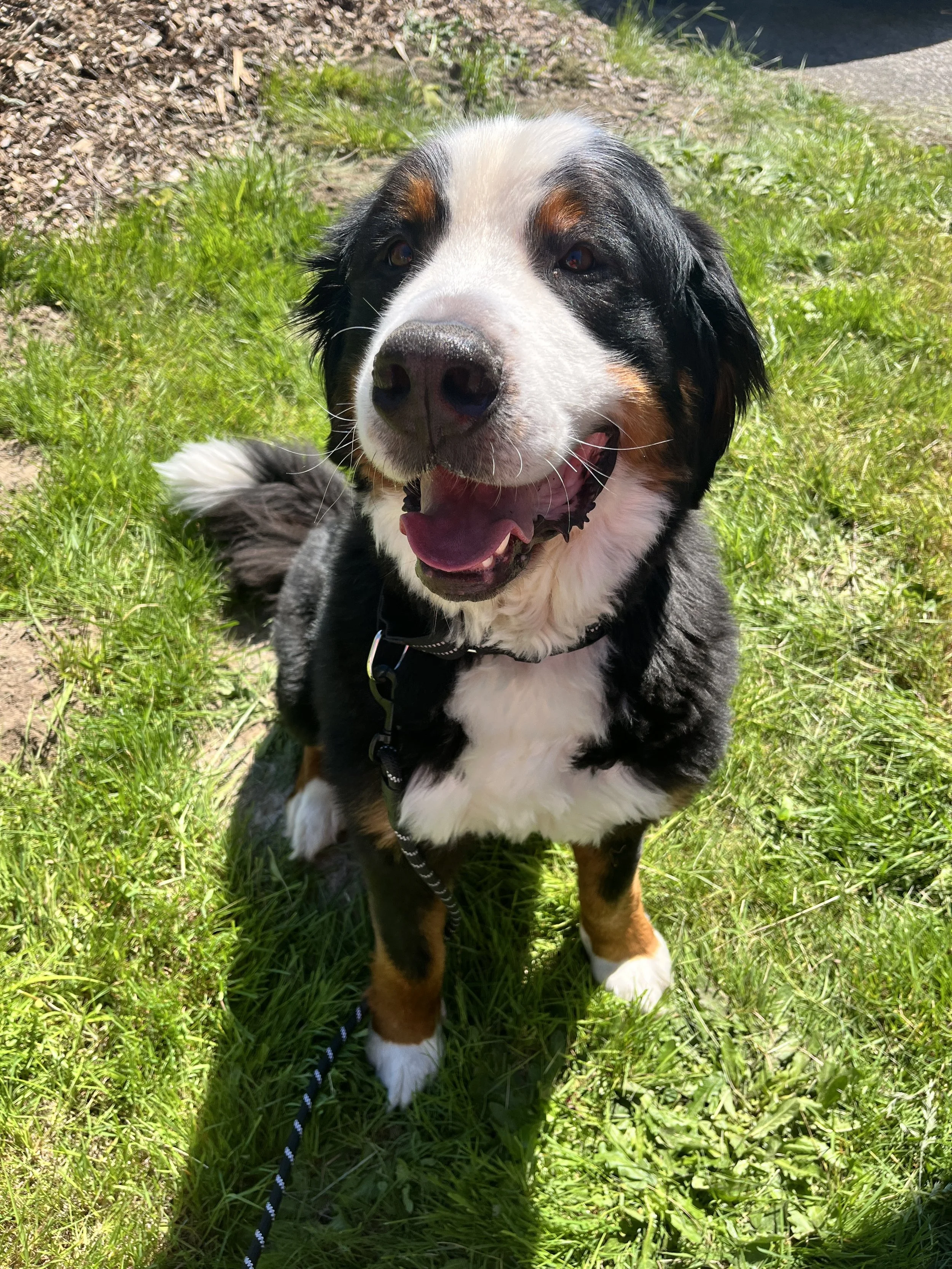 Adopt: Beau