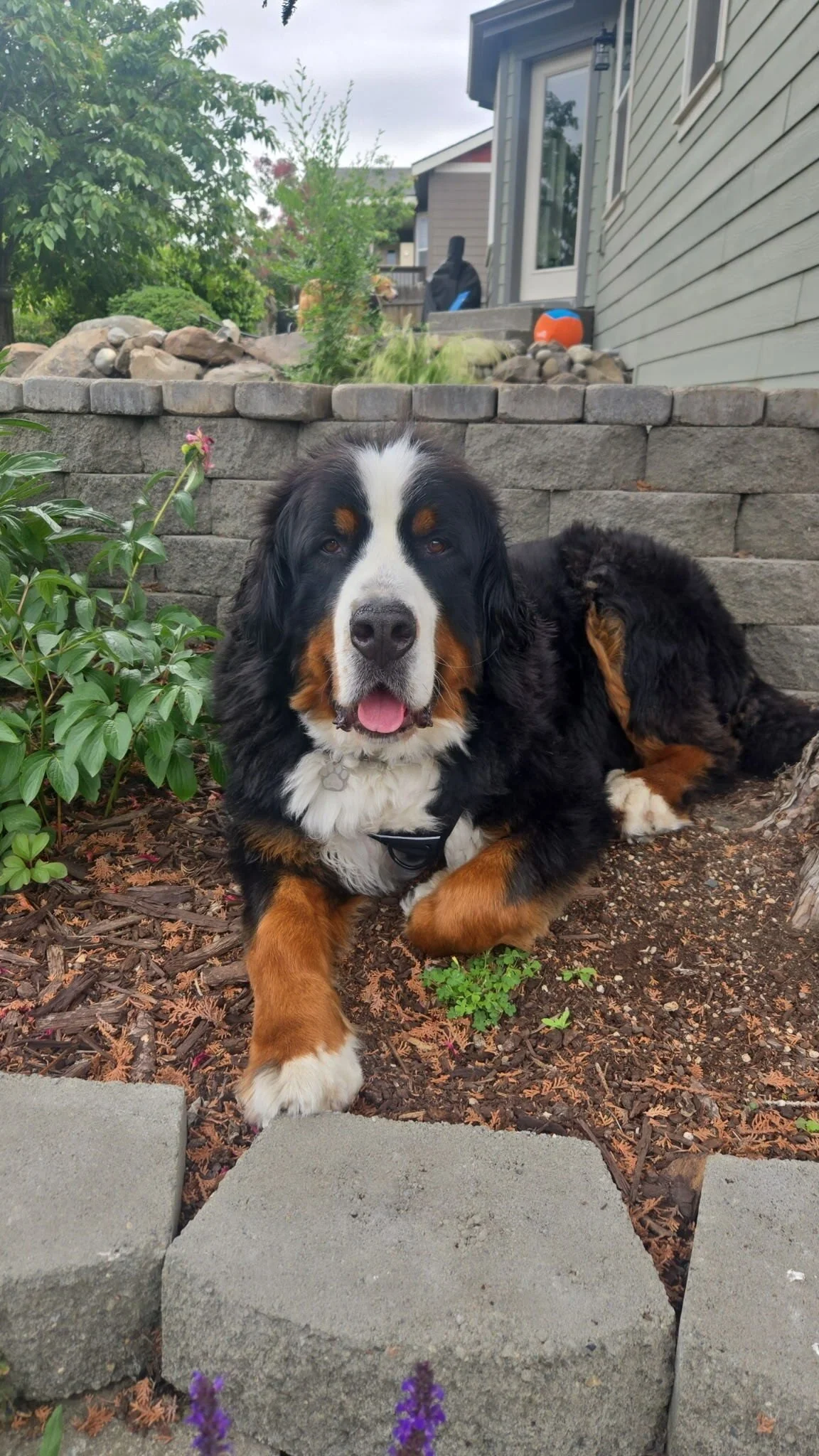 Adopt: Bear