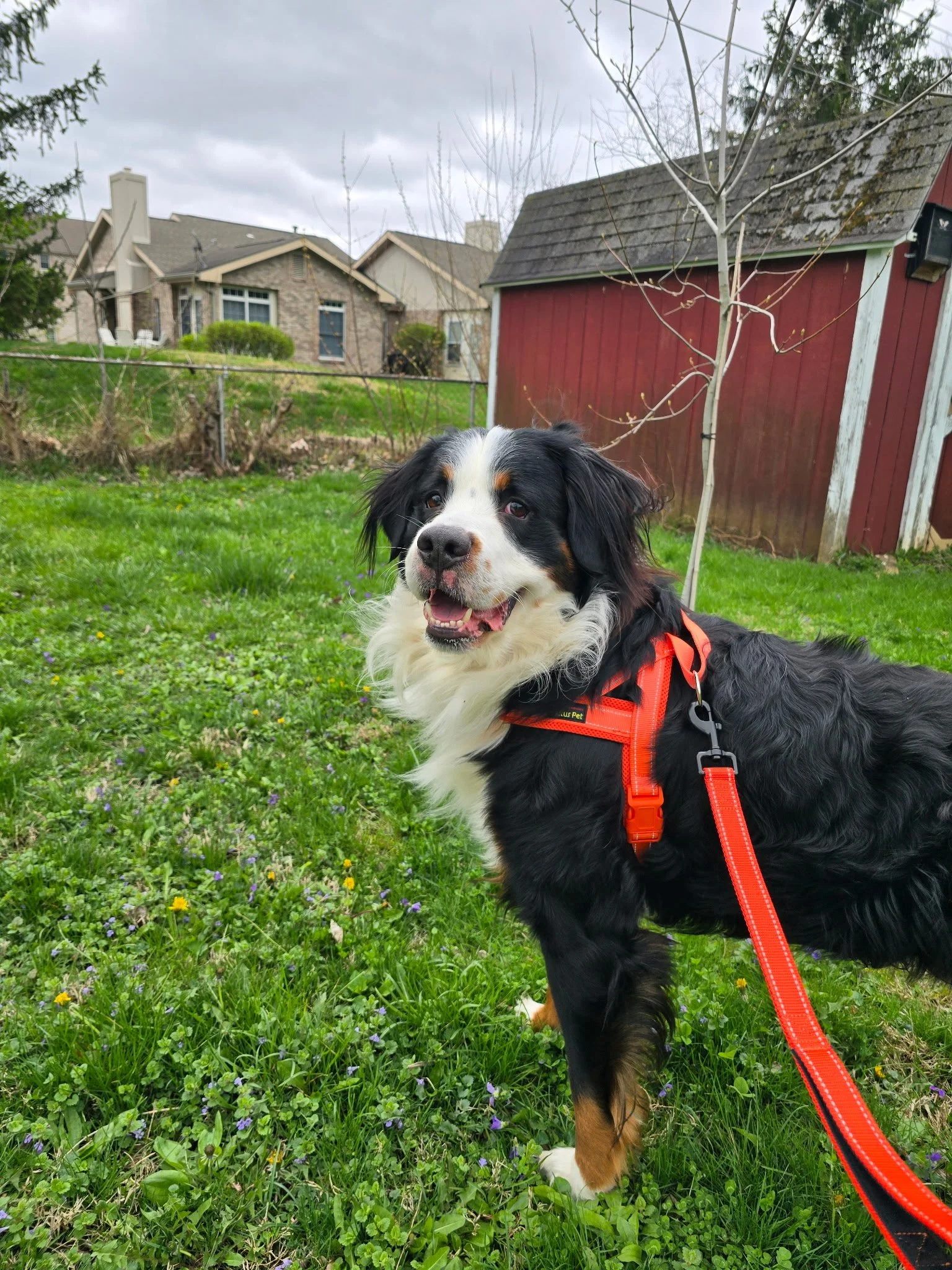 Adopt: Bernie