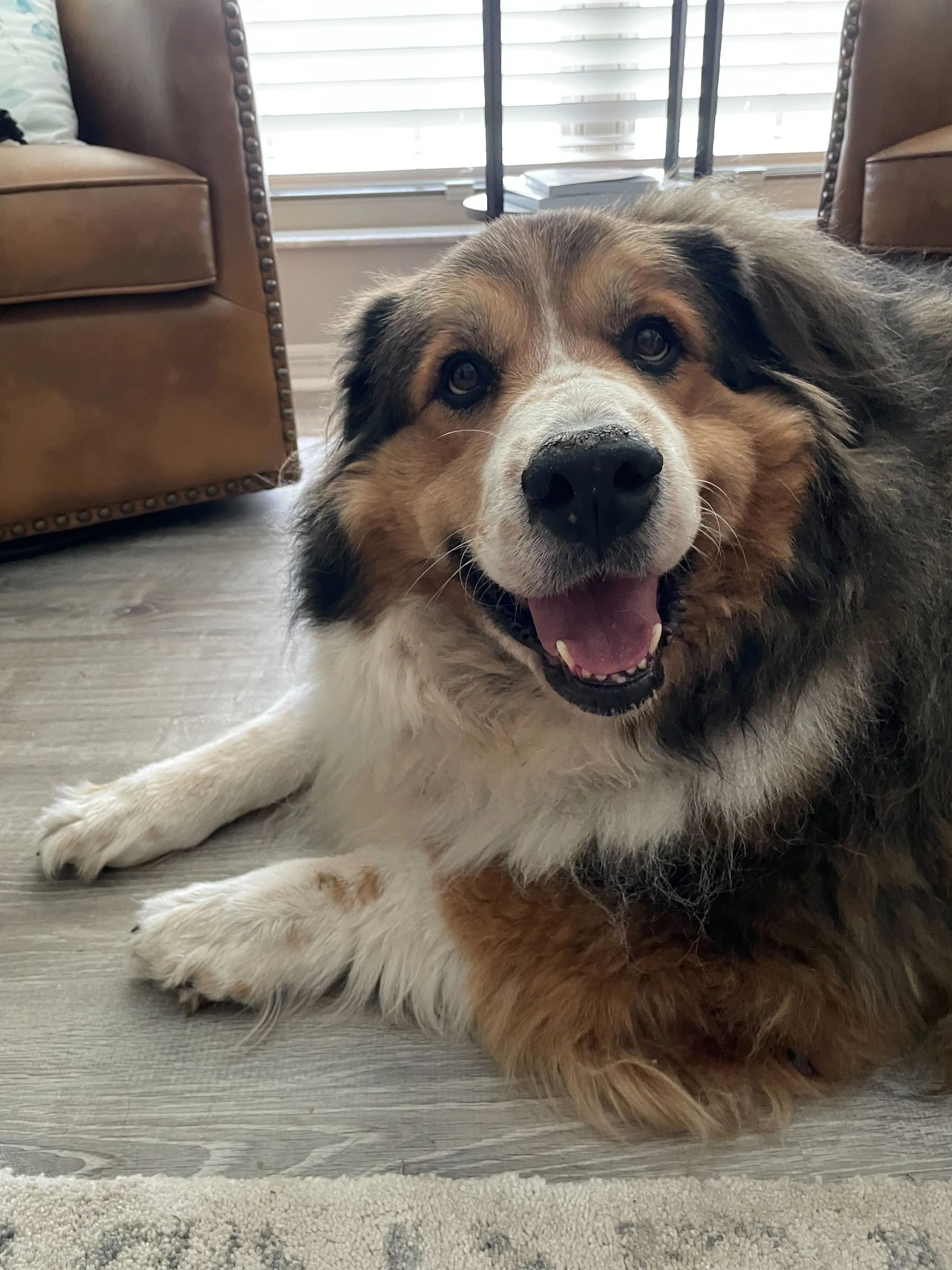 Adopt: Sierra