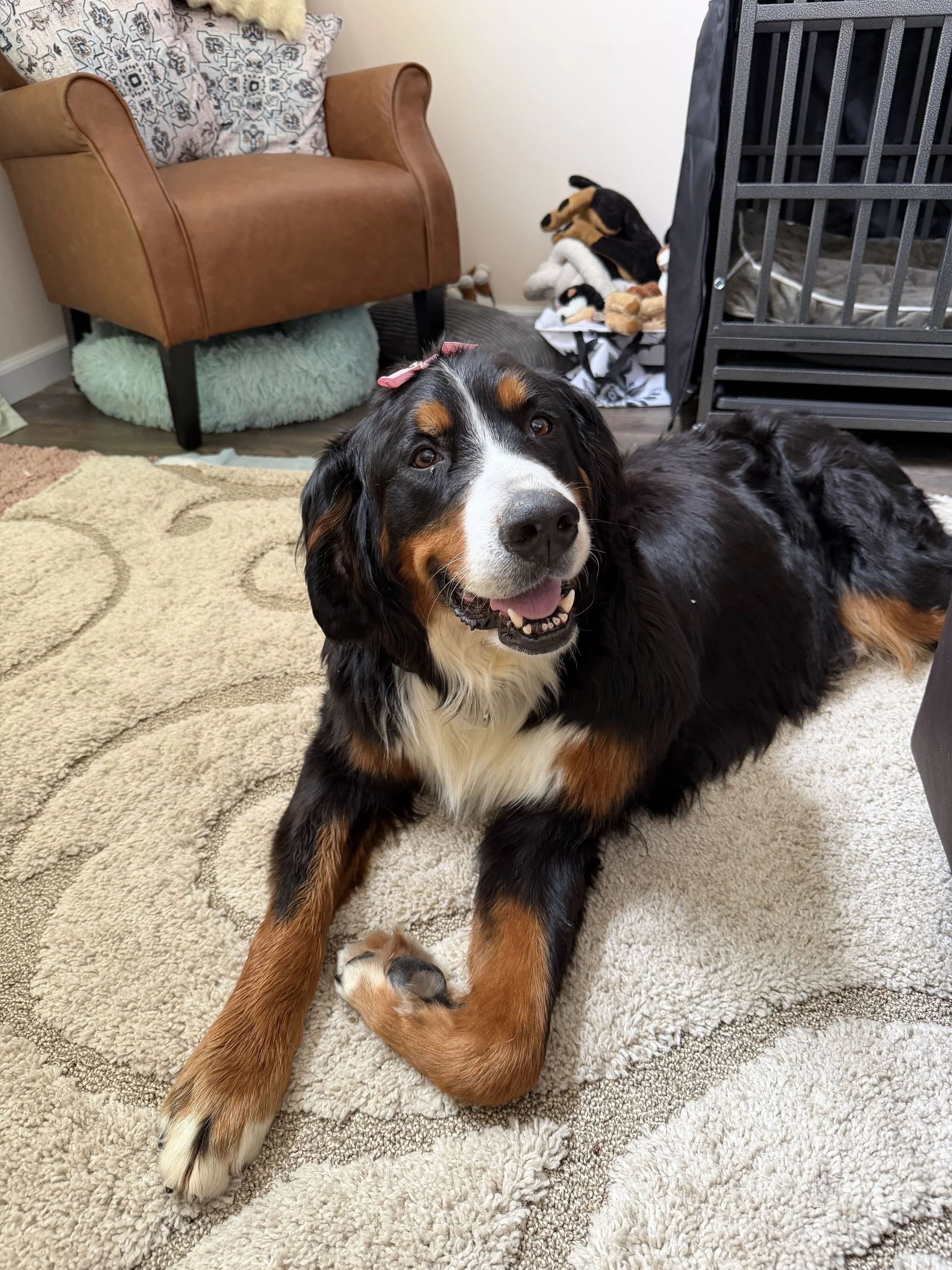 Adopt: Clarice