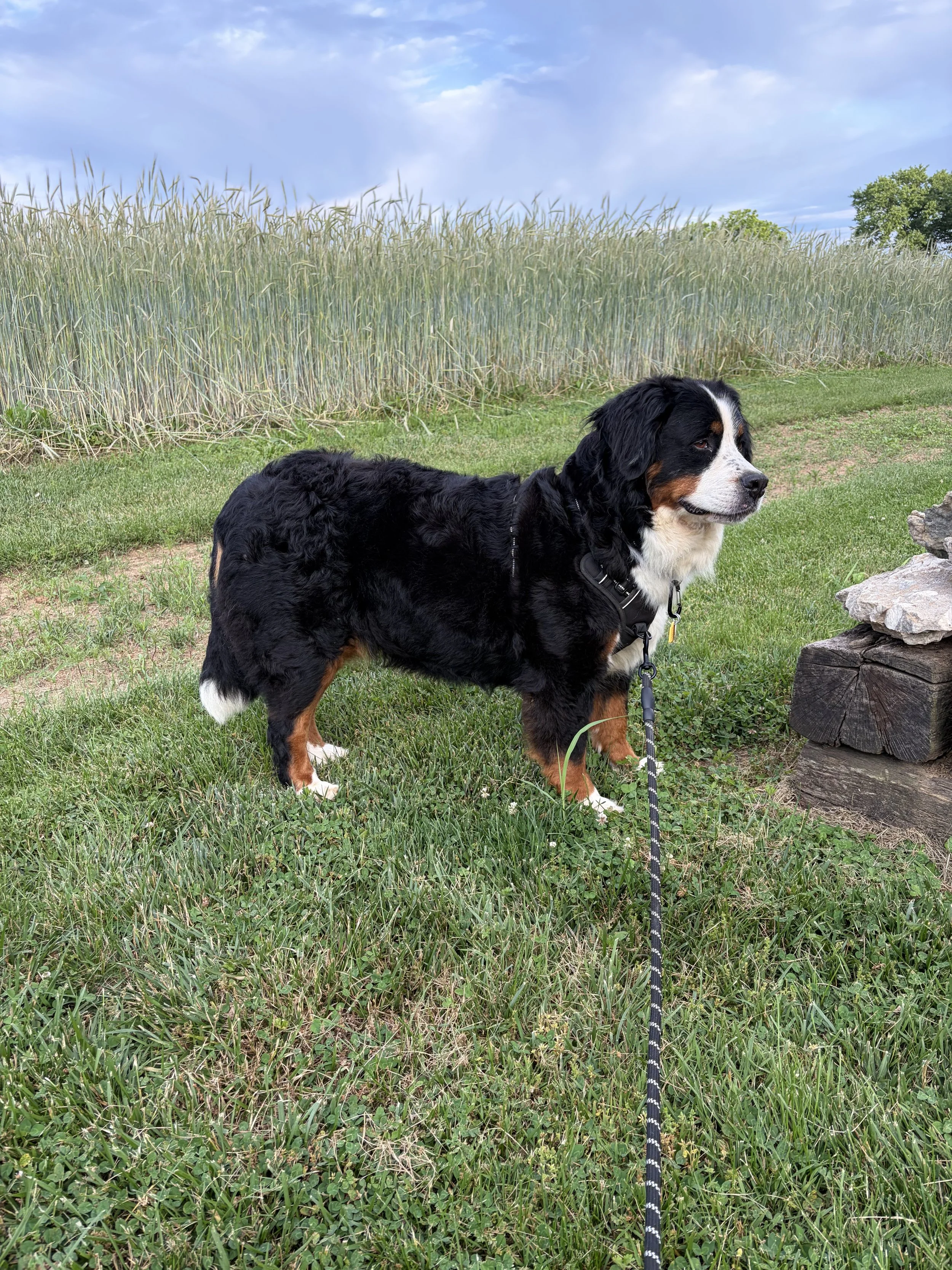 Lucy
