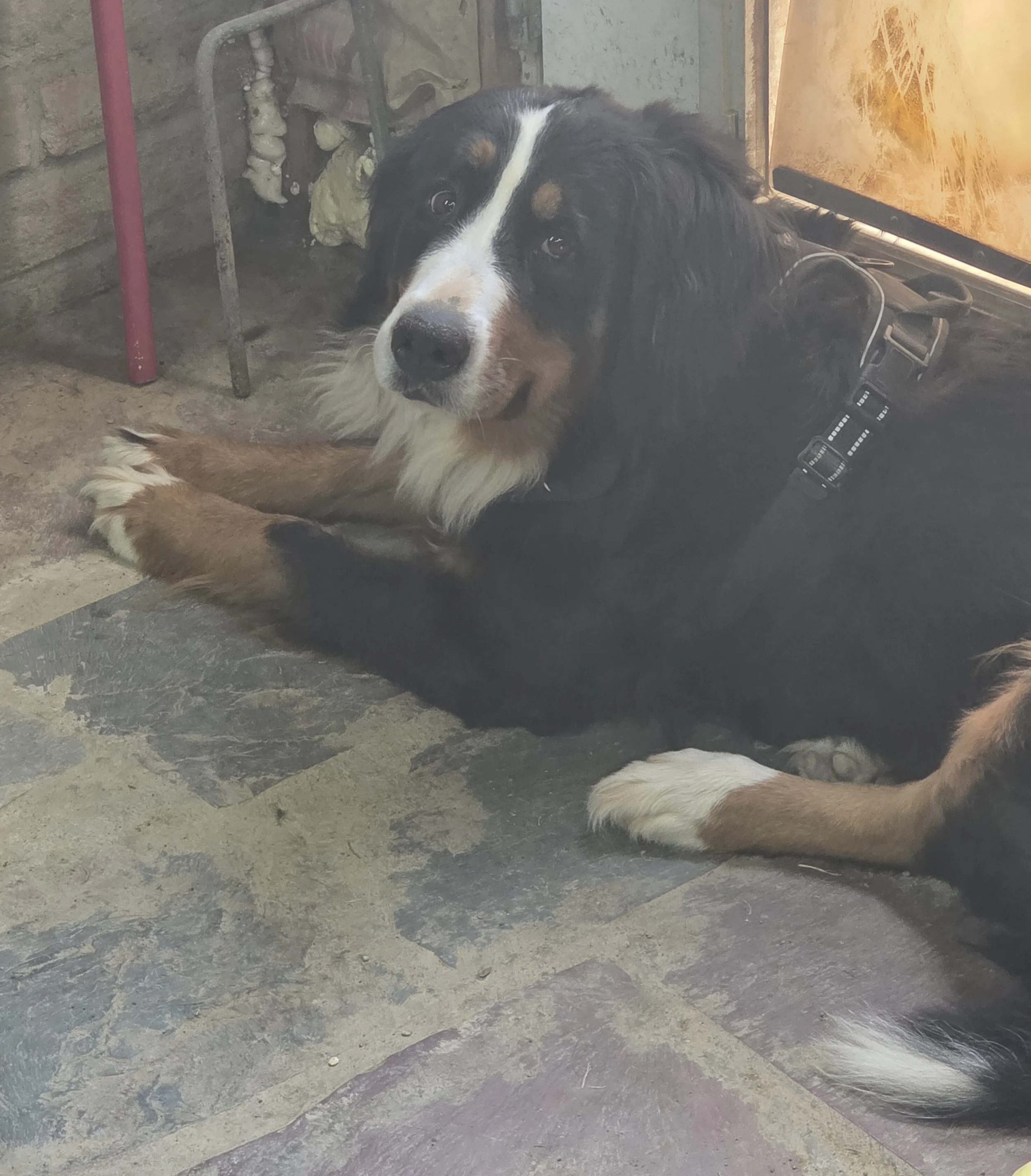 Princess while grooming a ShihTzu.jpg