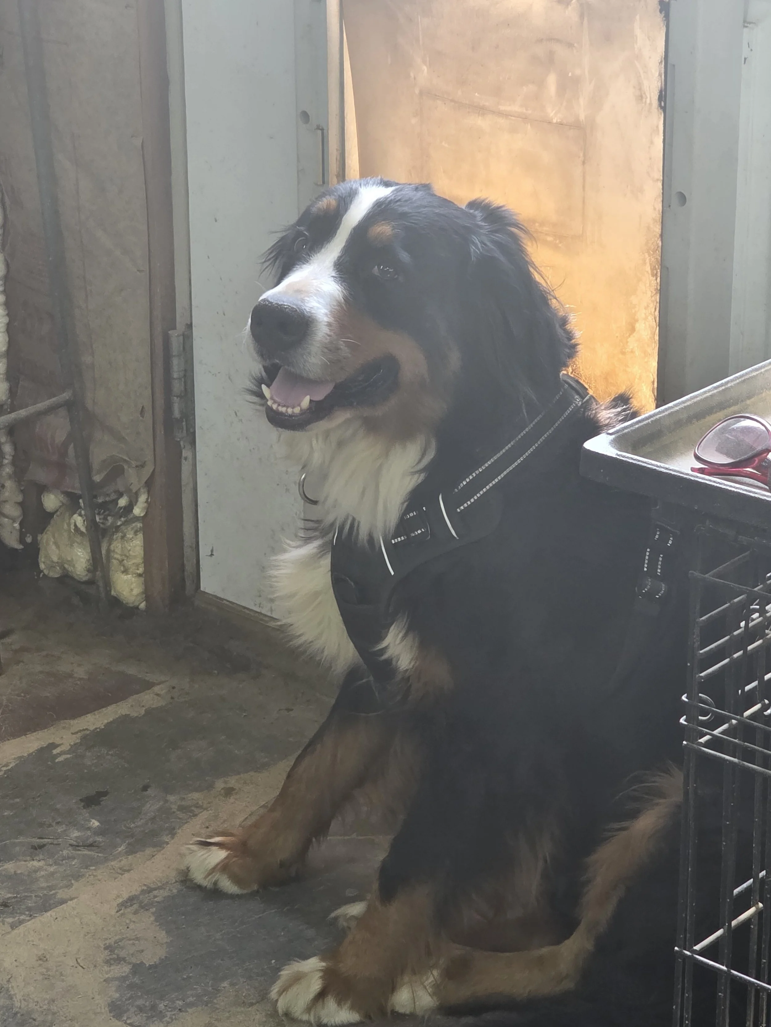 At the doggy door.jpg