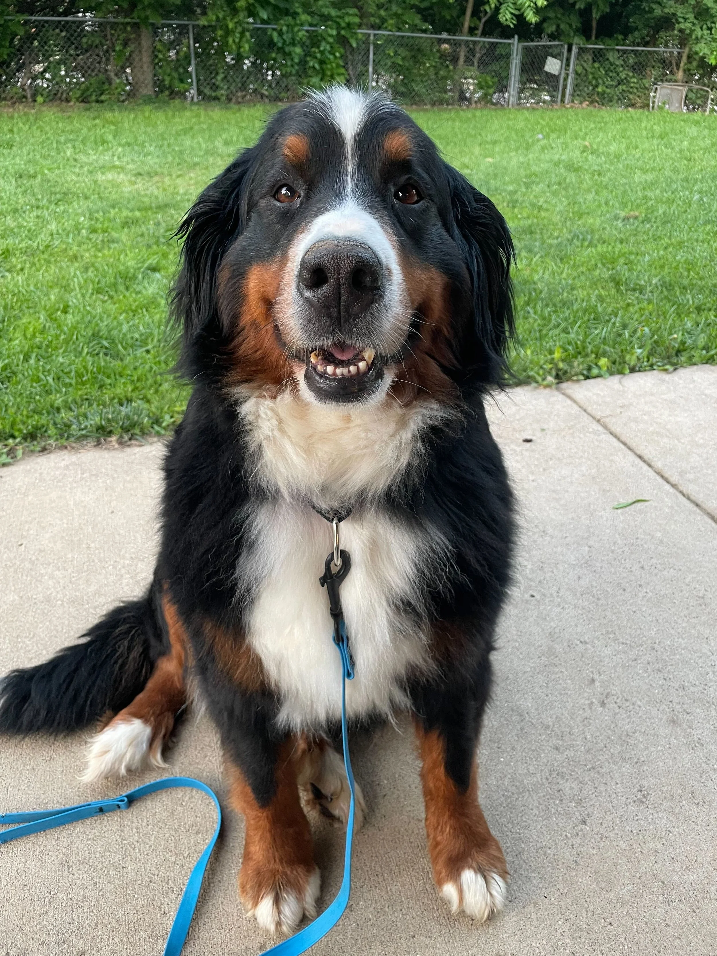 Adopt: Ava